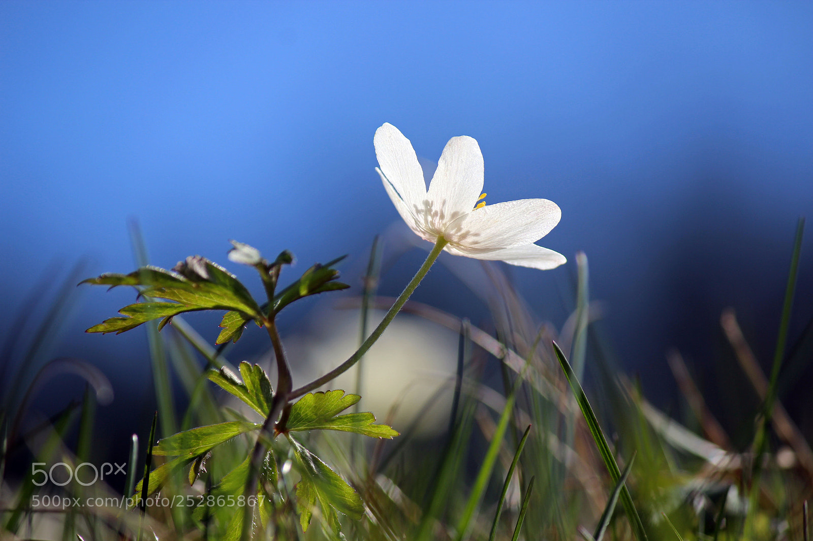 Canon EOS 600D (Rebel EOS T3i / EOS Kiss X5) sample photo. Spring is in the photography