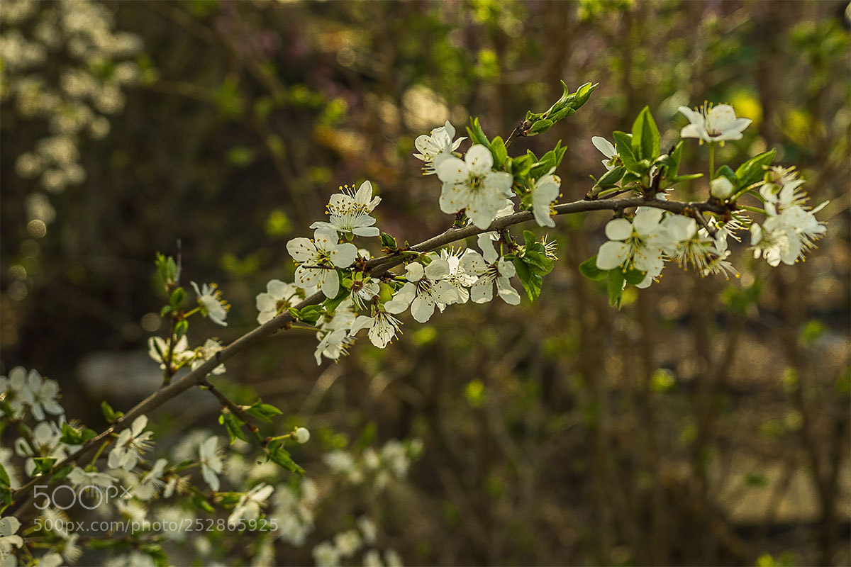 Olympus OM-D E-M1 sample photo. Obstblüten i photography