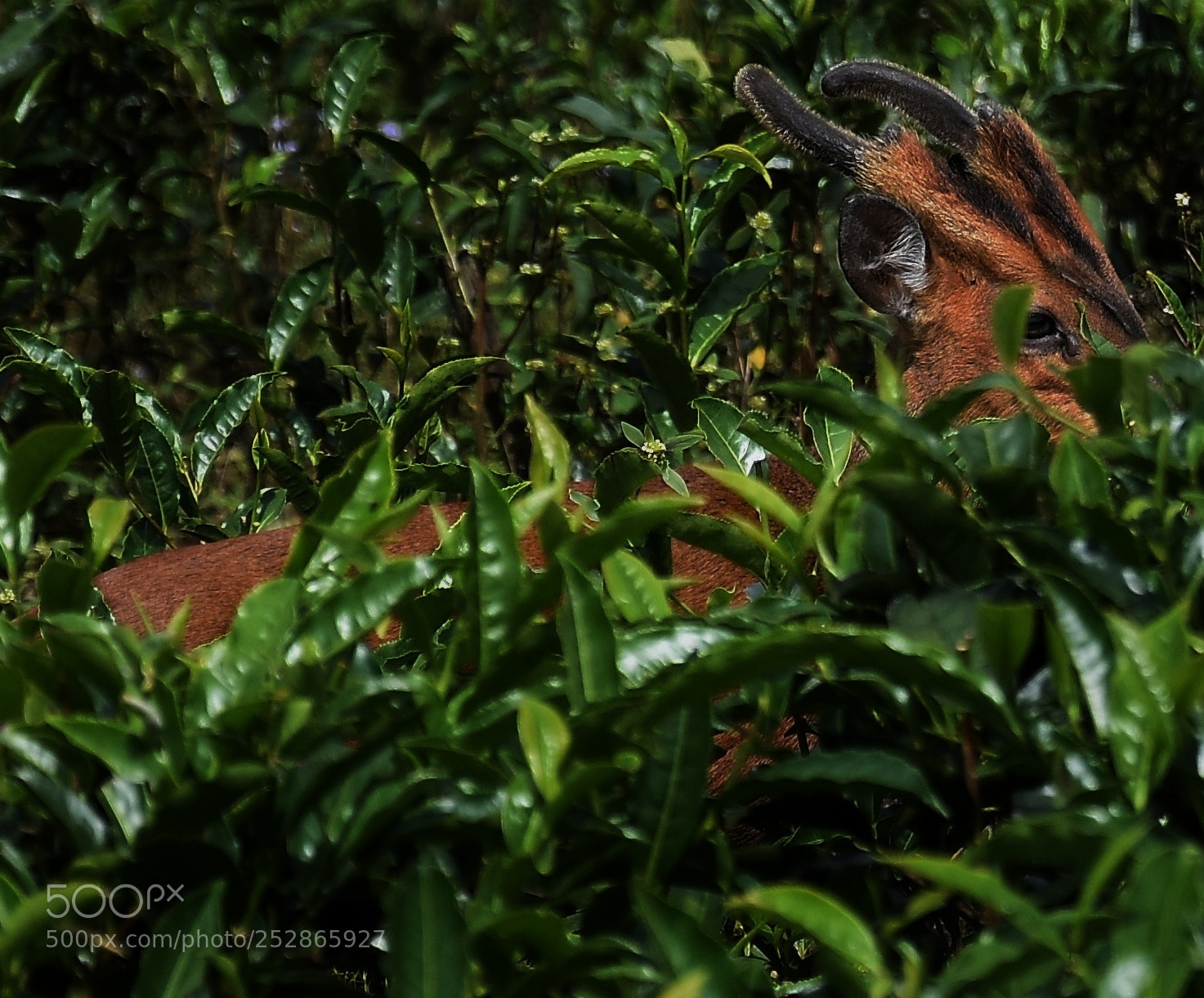 Nikon D7200 sample photo. Hiding behind the bush photography