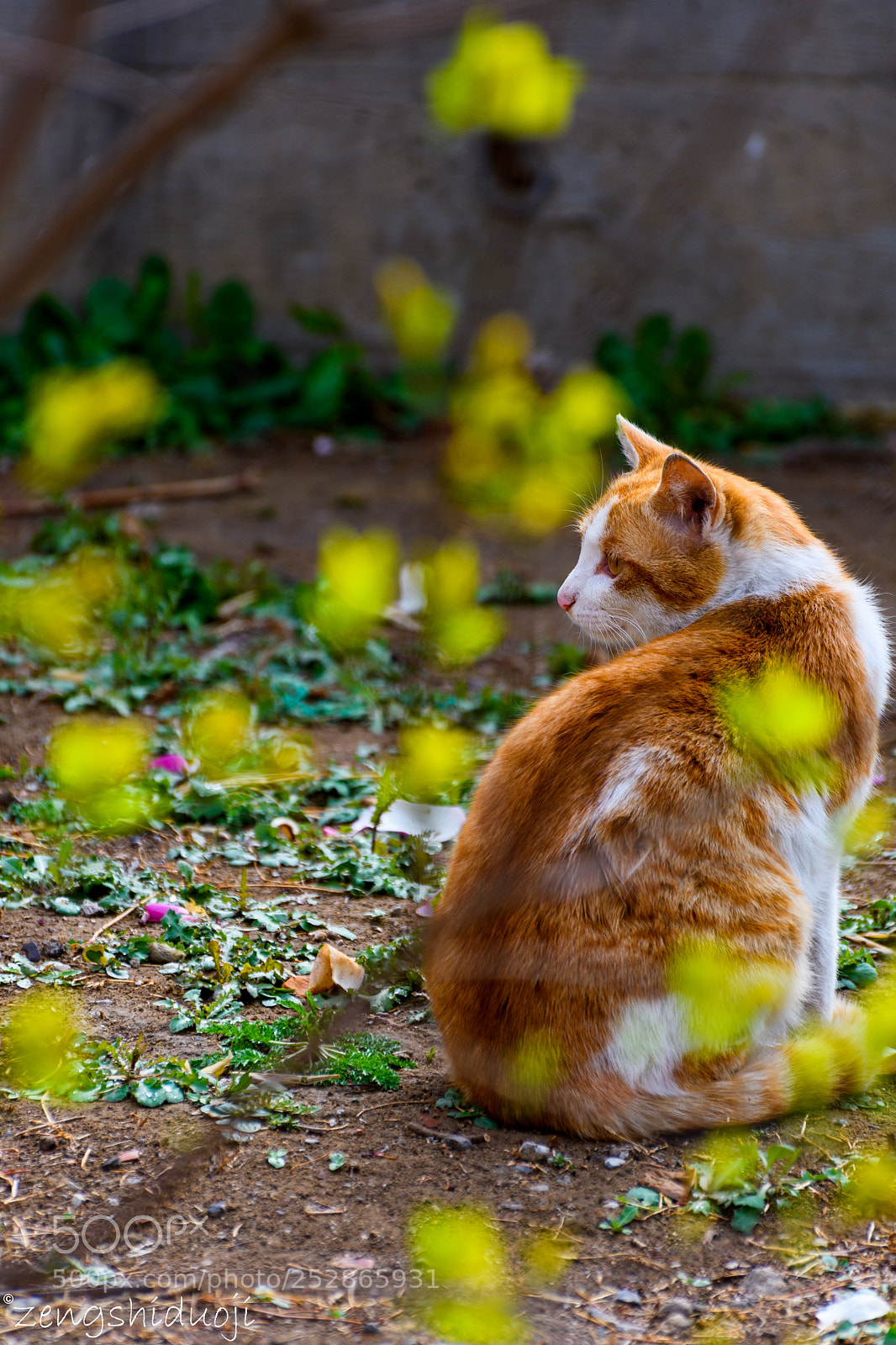 Nikon D500 sample photo. 猫春 photography