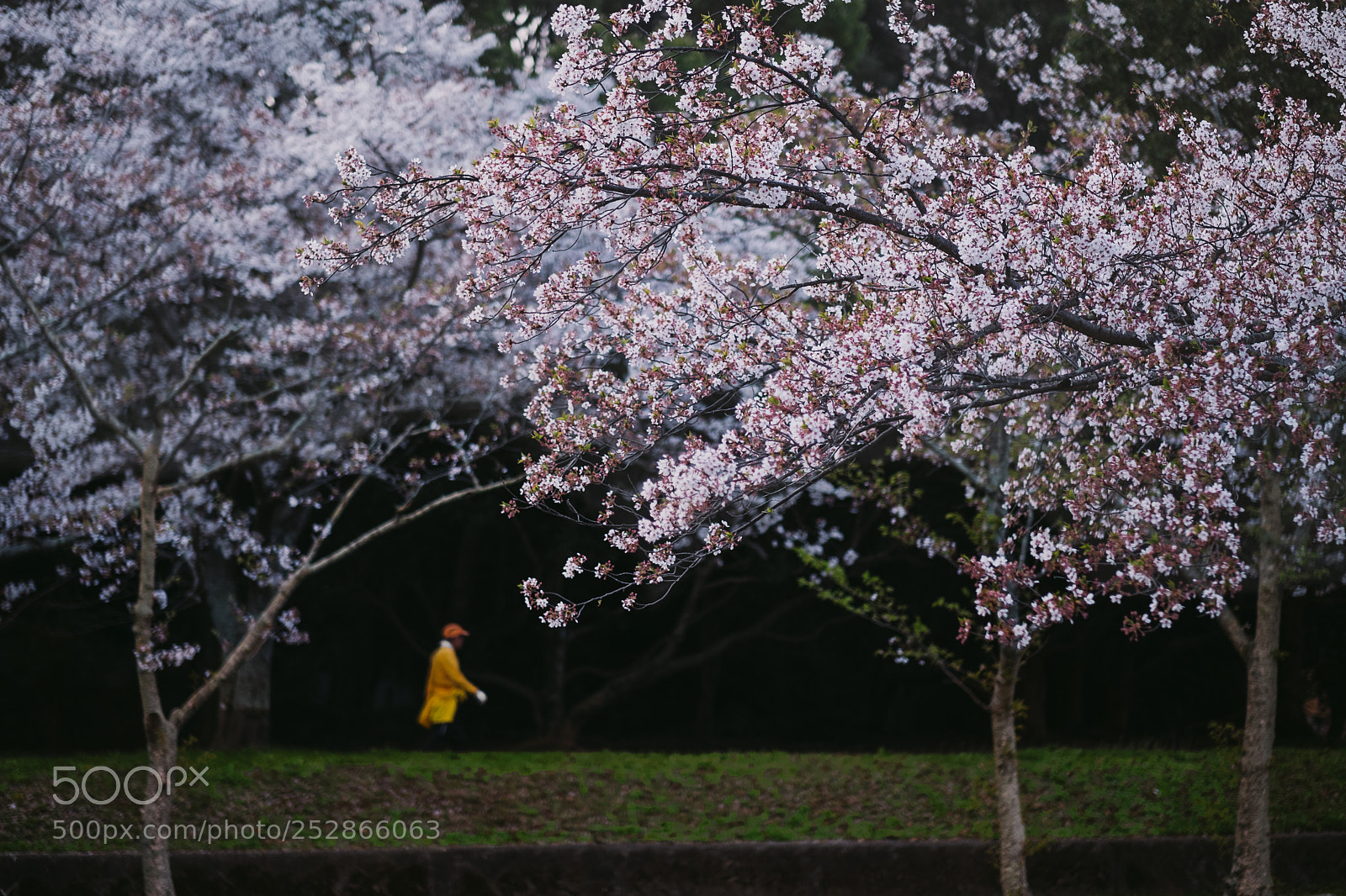 Fujifilm X-T2 sample photo. The man who strolls photography