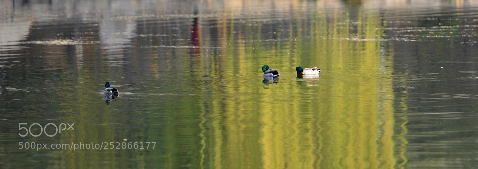 Nikon D800 sample photo. 春江水暖 photography