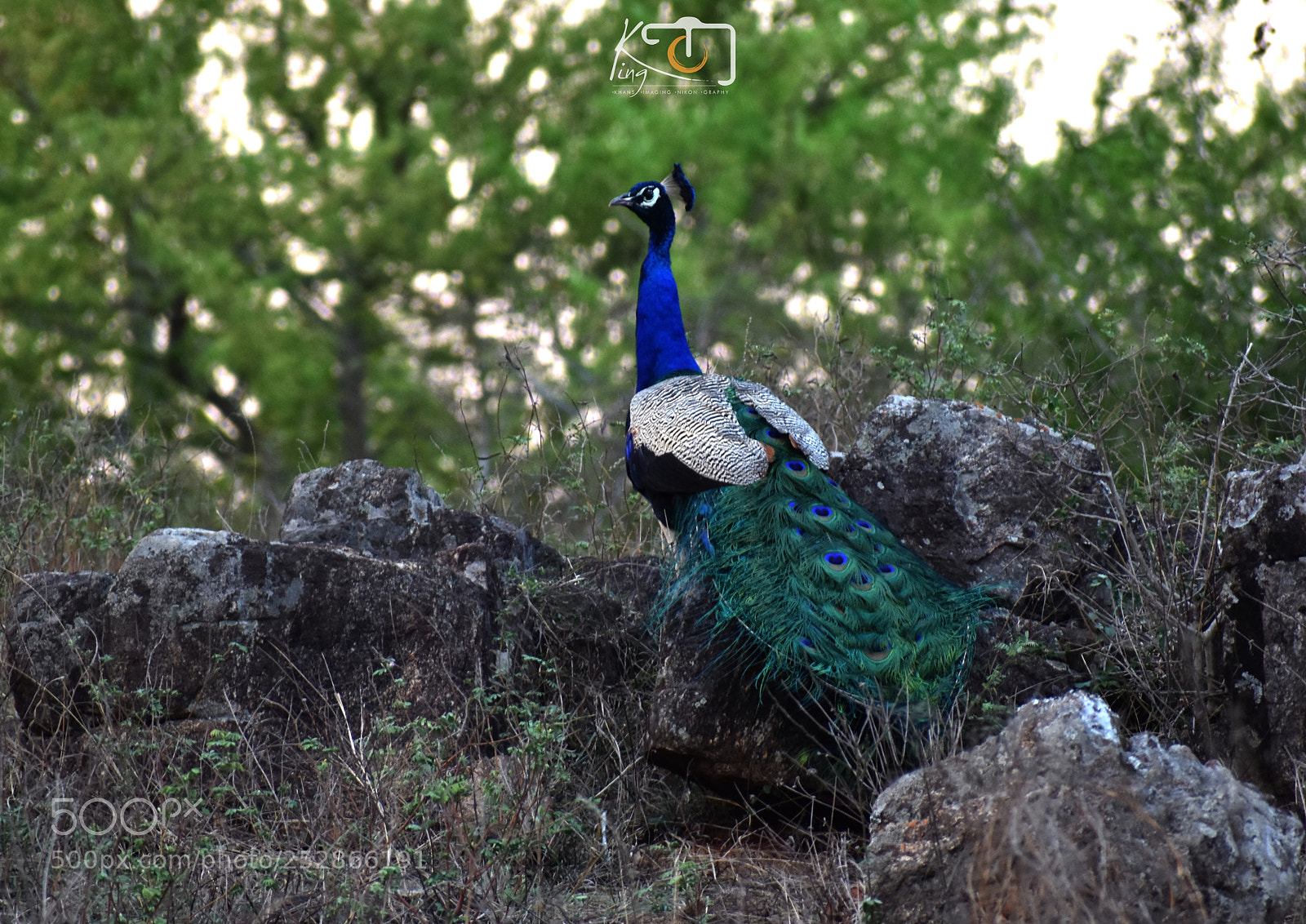 Nikon D3400 sample photo. Peacock photography