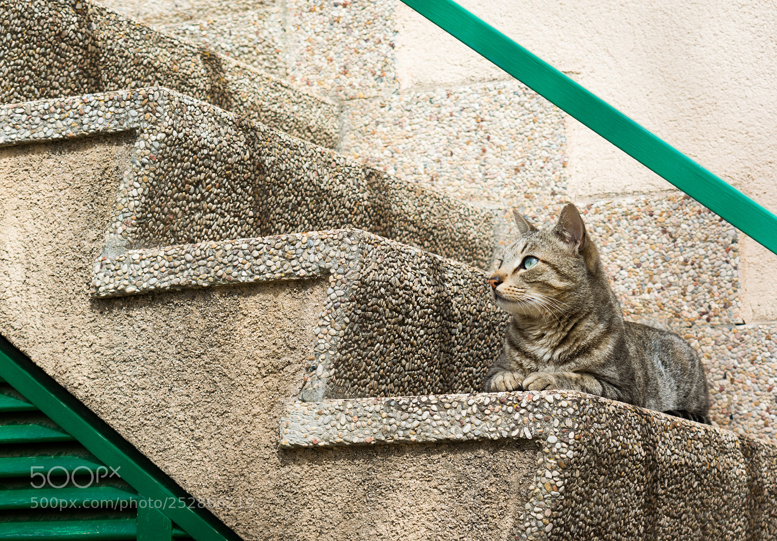 Nikon D5200 sample photo. Catmouflage photography