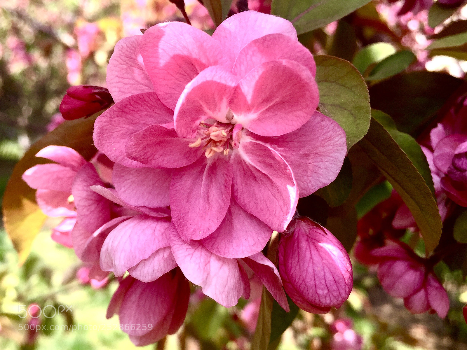 Apple iPhone 6 sample photo. Untitled photography