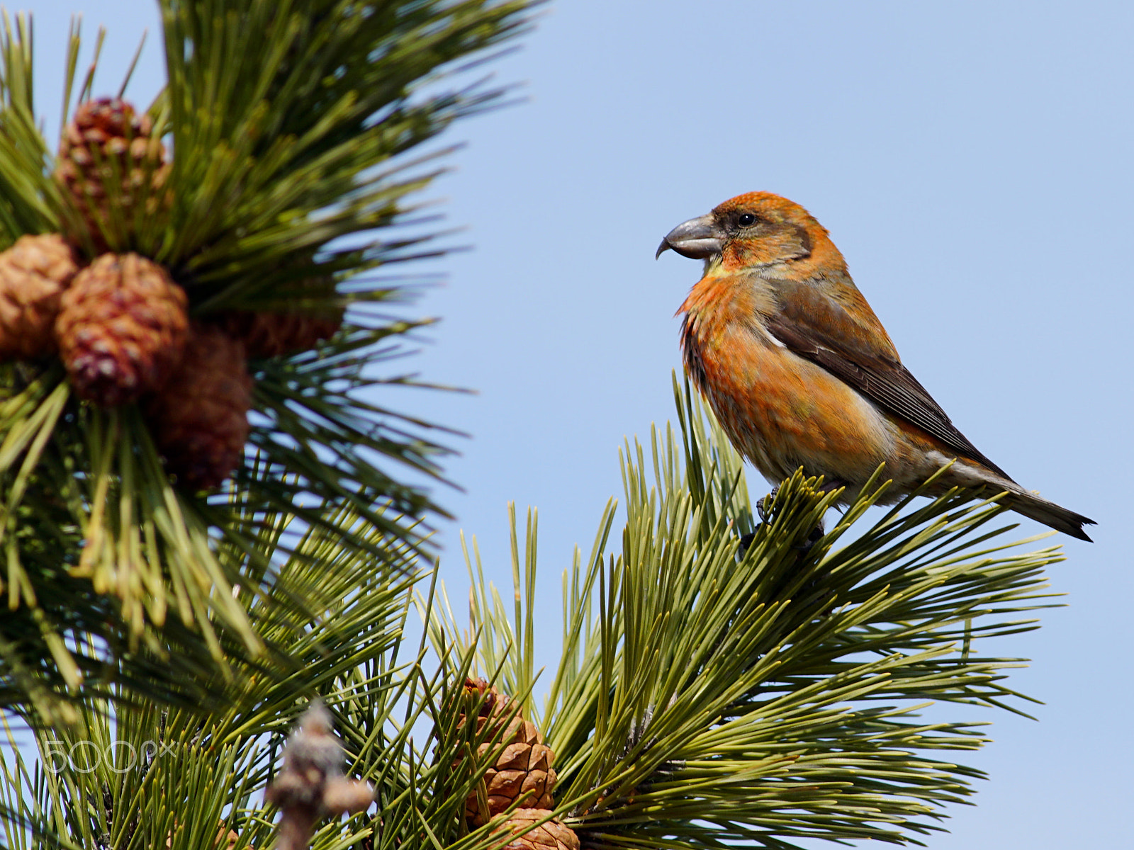 Canon EF 400mm F5.6L USM sample photo. Red crossbill photography