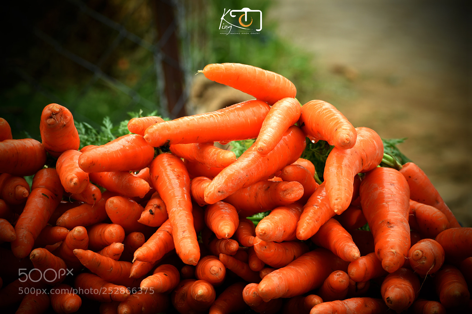 Nikon D3400 sample photo. Carrots photography