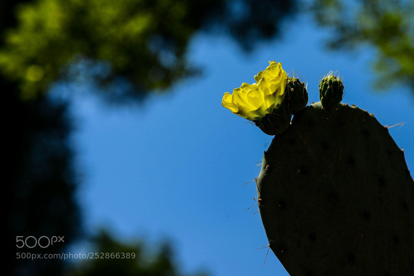 Nikon D800 sample photo. Flor nopal photography