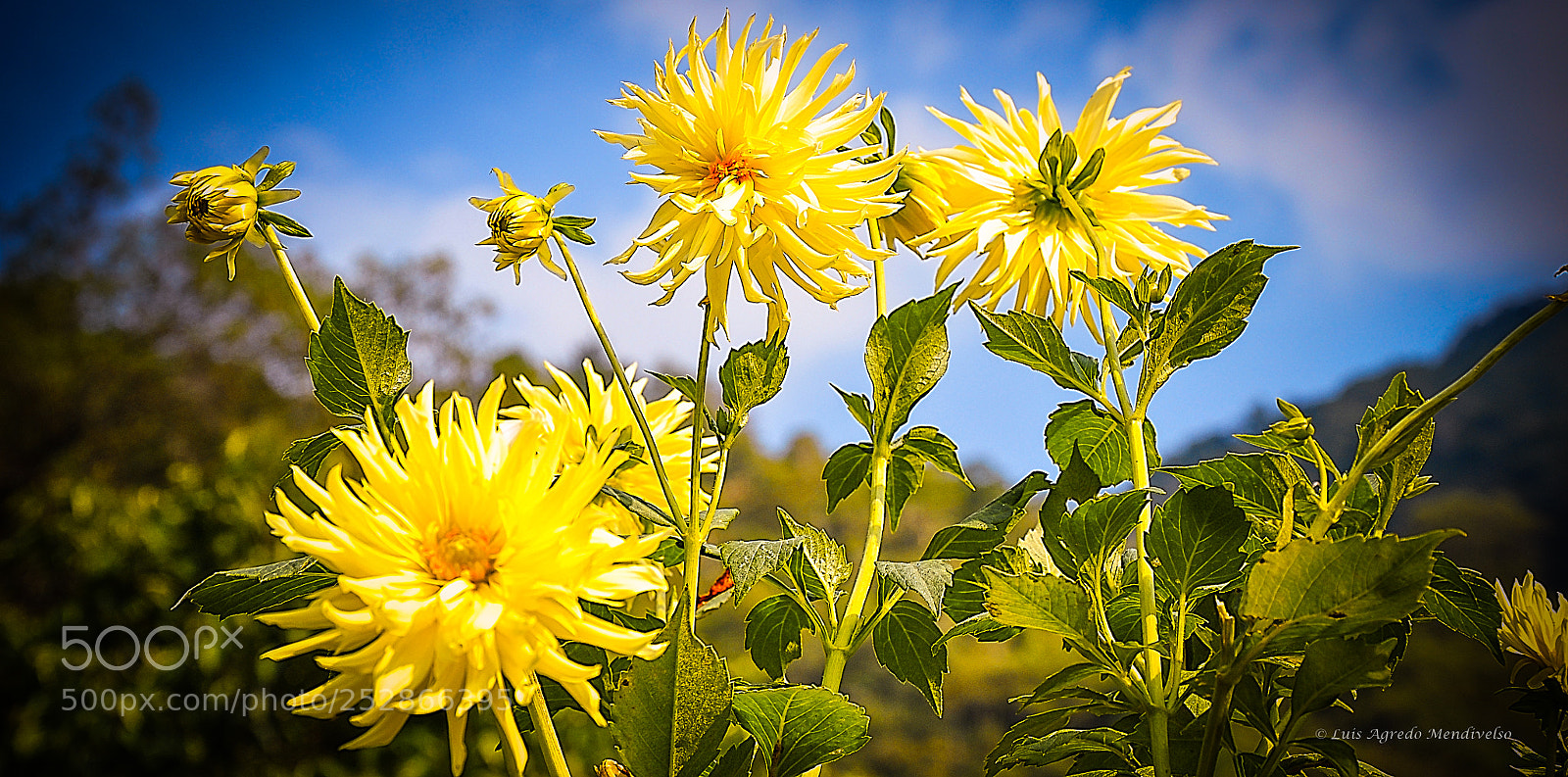 Nikon D90 sample photo. Beautiful sunflowers at noon photography