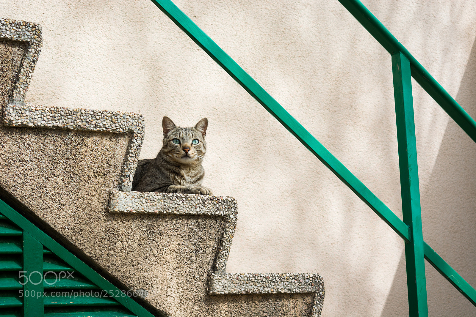 Nikon D5200 sample photo. Catmouflage again! photography