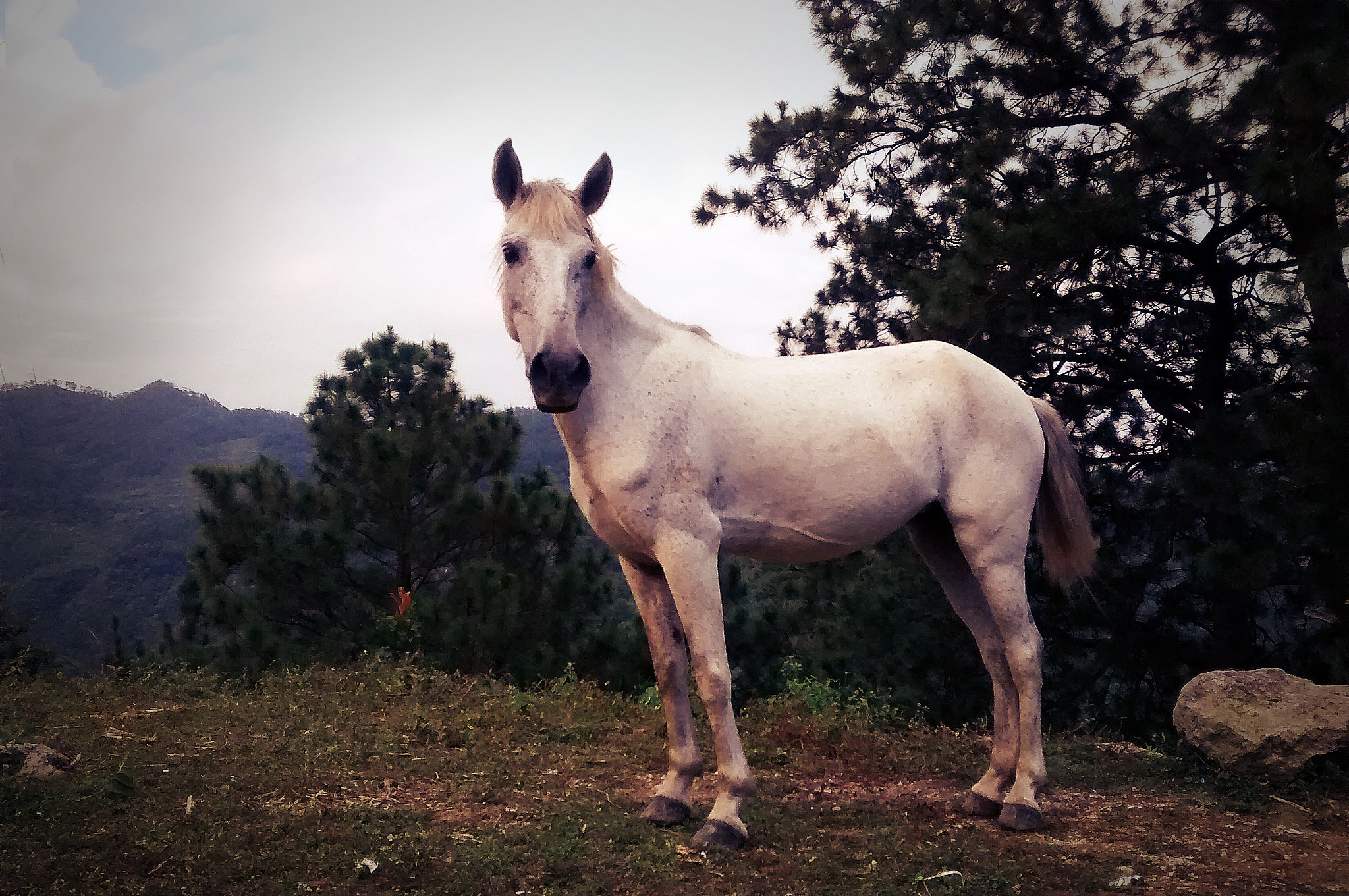 Motorola XT1032 sample photo. Horse el salvador photography