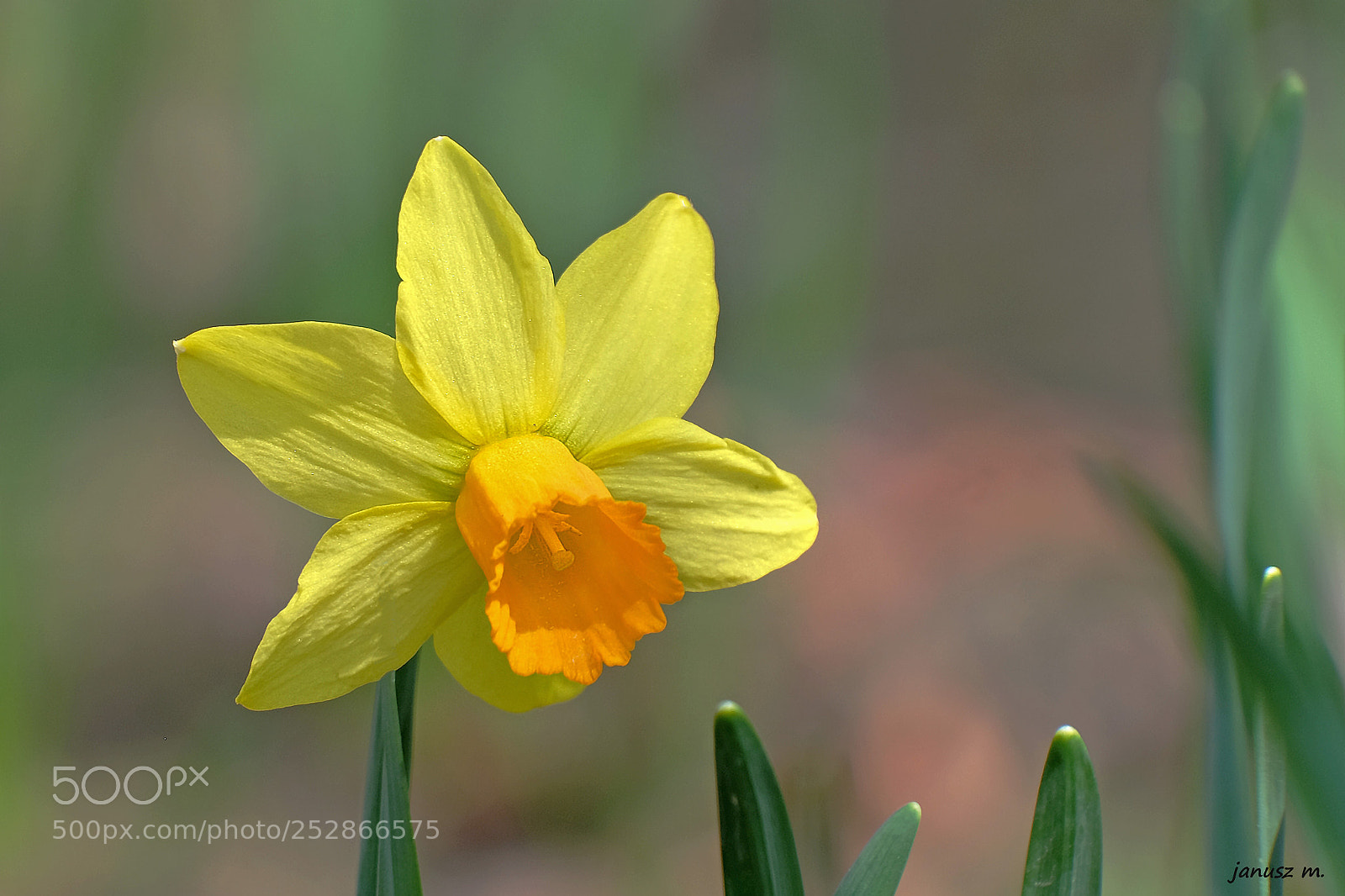 Fujifilm X-T10 sample photo. Narcissus photography