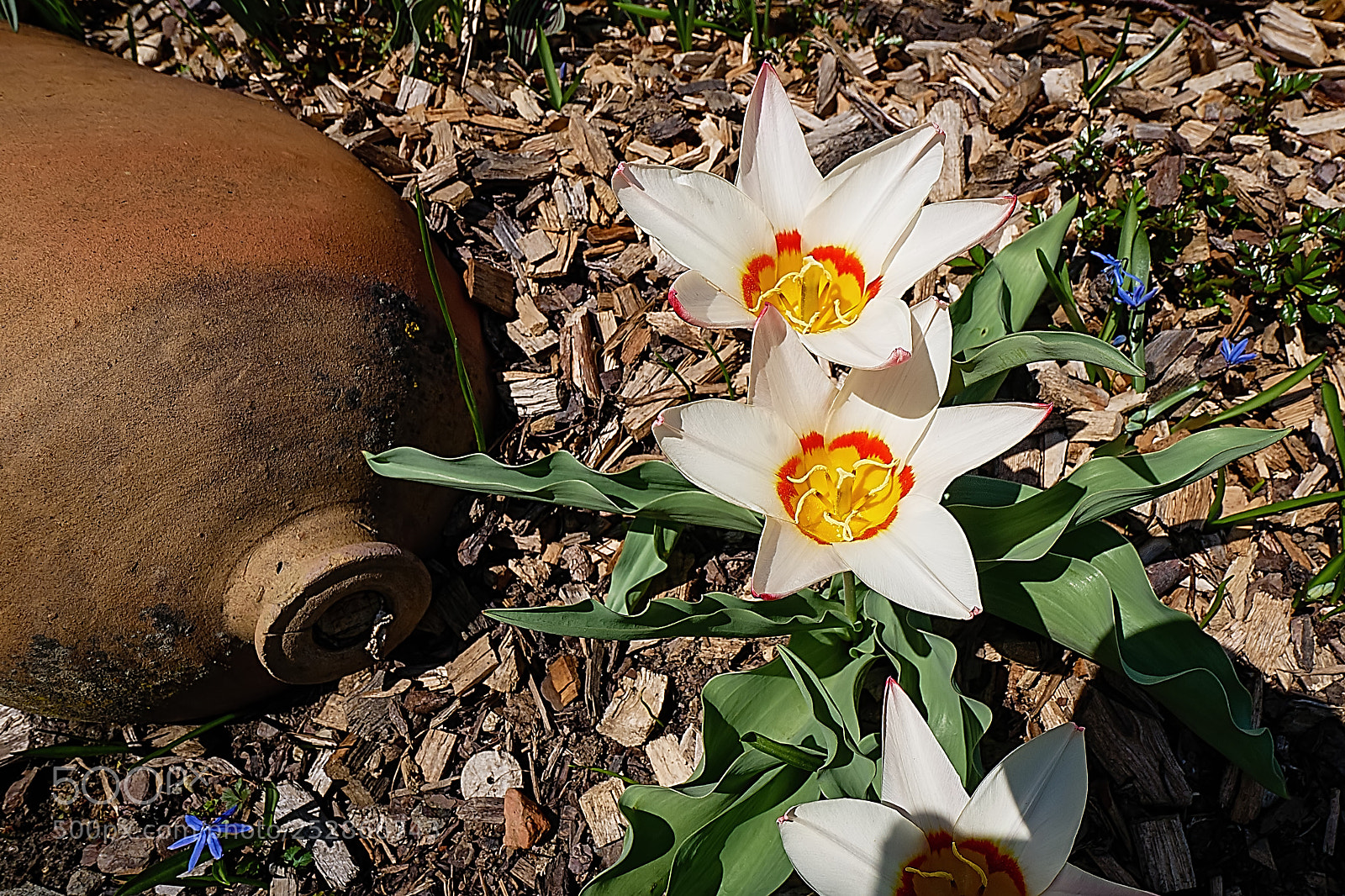 Panasonic DMC-G81 sample photo. Blumen photography