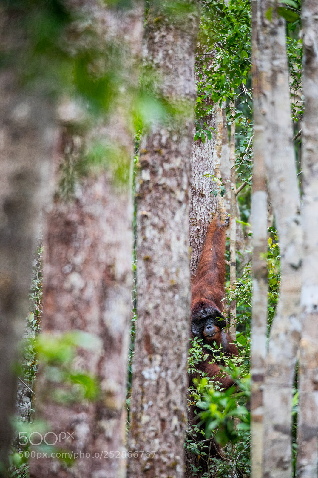 Canon EOS 5D Mark IV sample photo. Through the trees photography