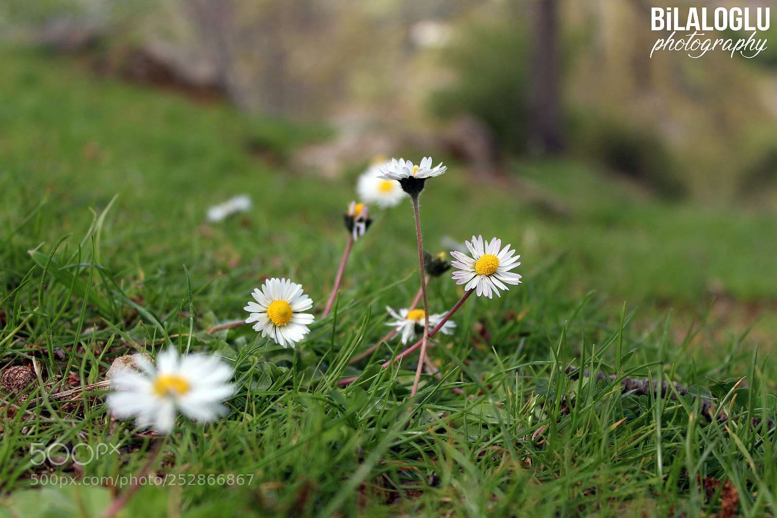 Canon EOS 650D (EOS Rebel T4i / EOS Kiss X6i) sample photo. İlkbahar photography