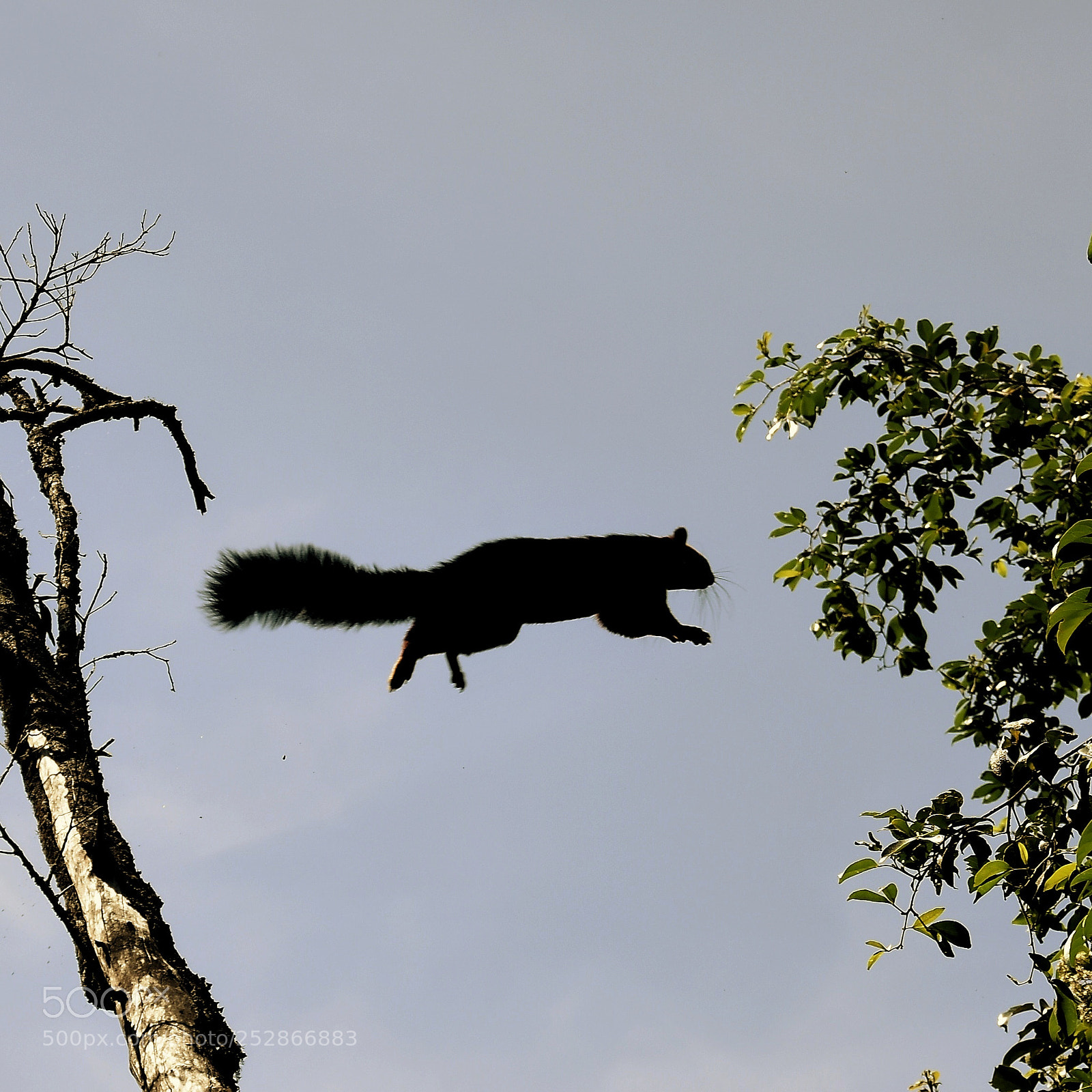 Nikon D7200 sample photo. Malabar giant squirrel photography