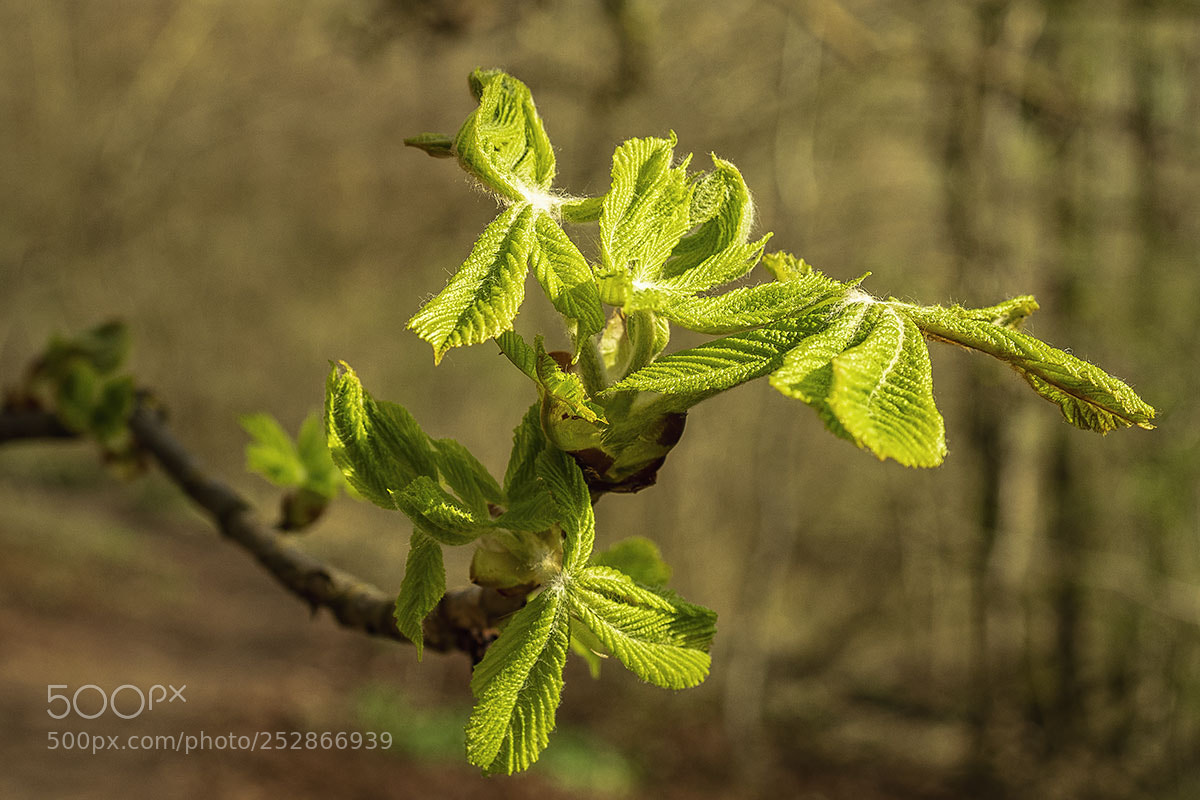 Olympus OM-D E-M1 sample photo. Die natur erwacht photography