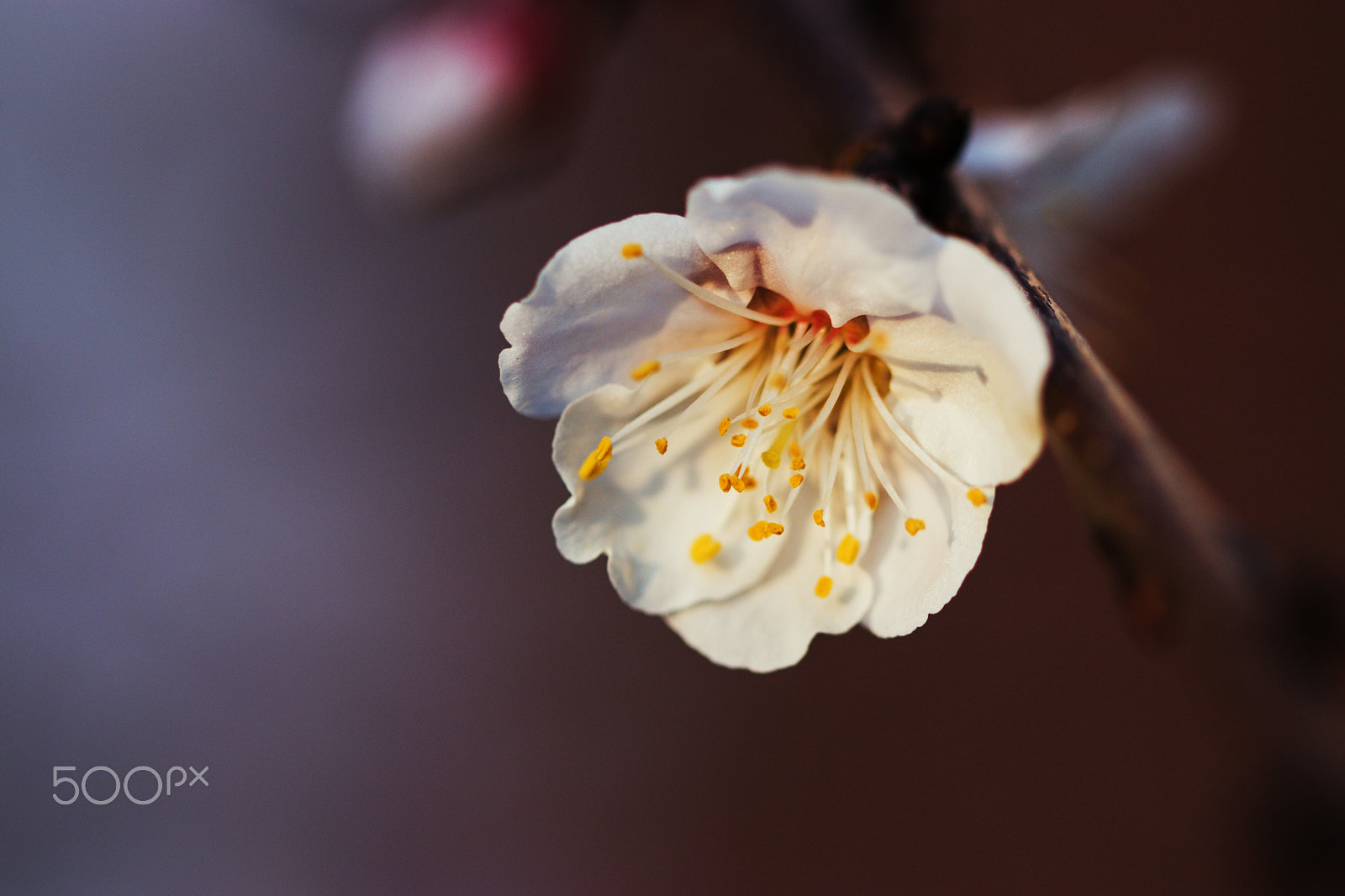 Canon EF 100mm F2.8L Macro IS USM sample photo. Peach flower photography