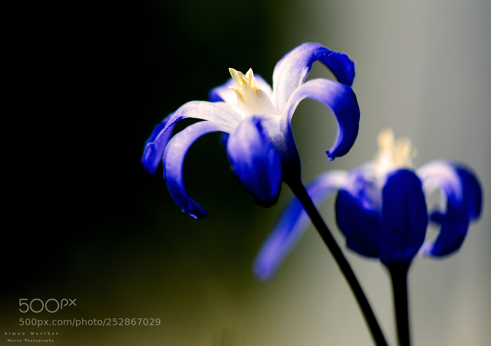 Nikon D5600 sample photo. Flower photography