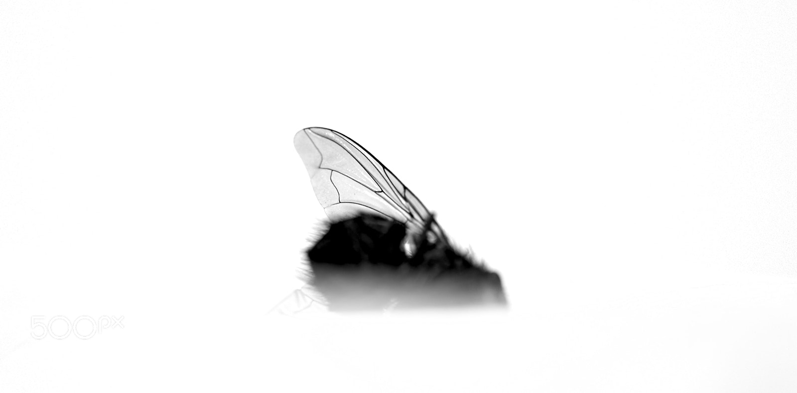 Samsung NX1 sample photo. Dead fly in heaven photography