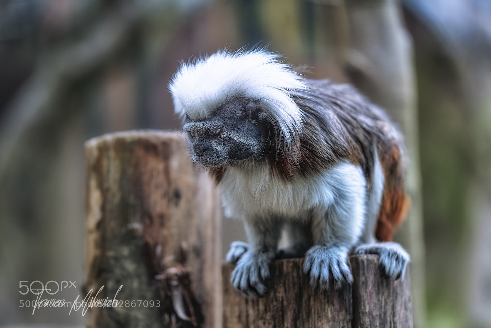 Nikon D810 sample photo. Saguinus oedipus photography