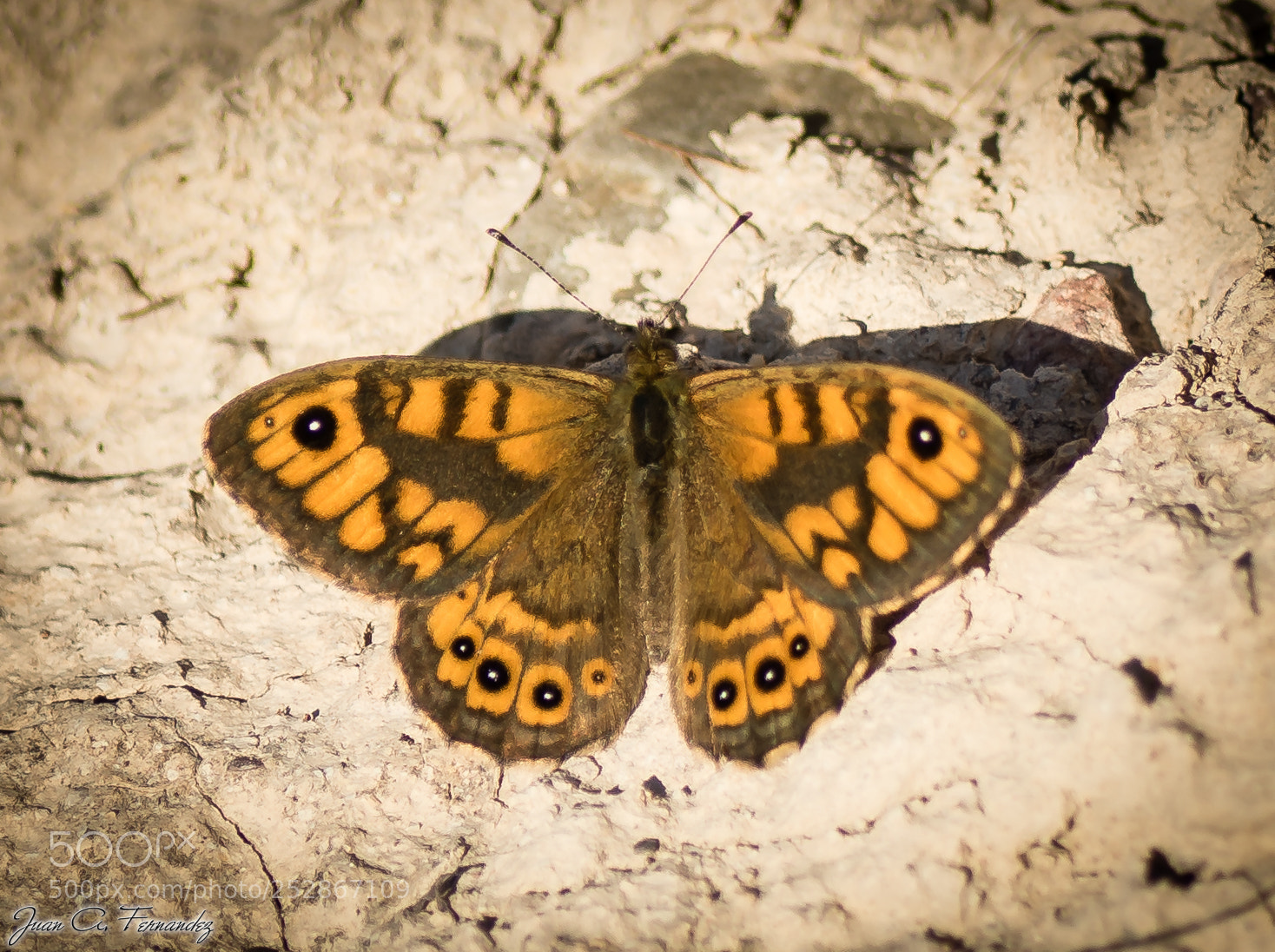 Nikon D7200 sample photo. Brown butterfly photography