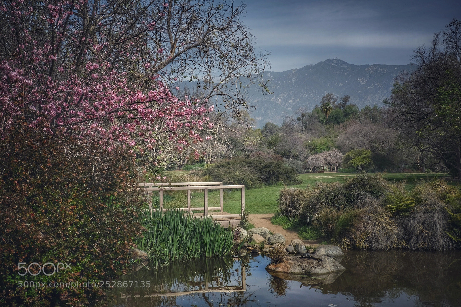 Fujifilm X-T20 sample photo. Spring in arboretum photography