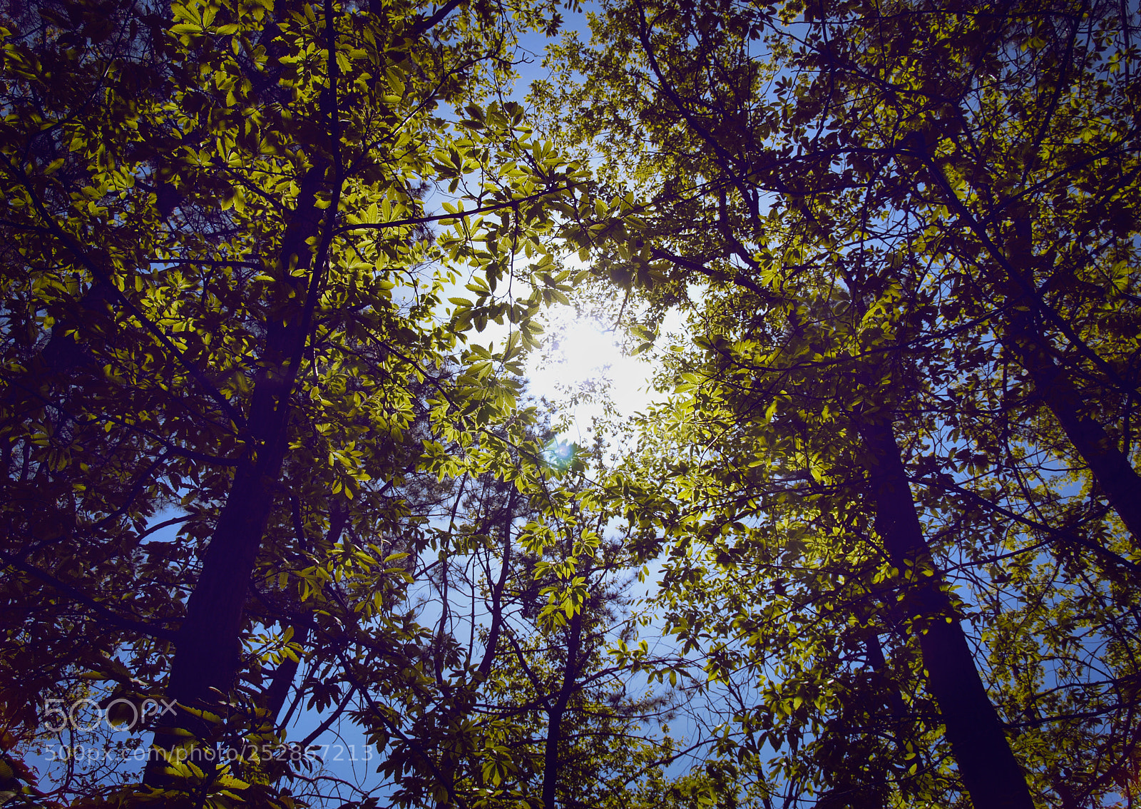 Olympus E-520 (EVOLT E-520) sample photo. . photography