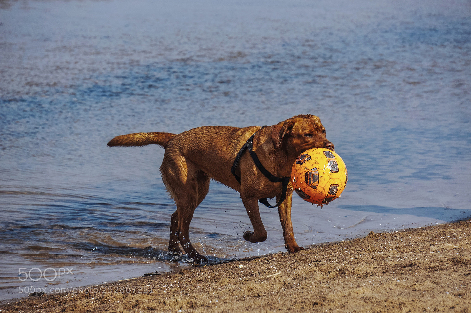 Sony Alpha NEX-6 sample photo. Playing dog photography