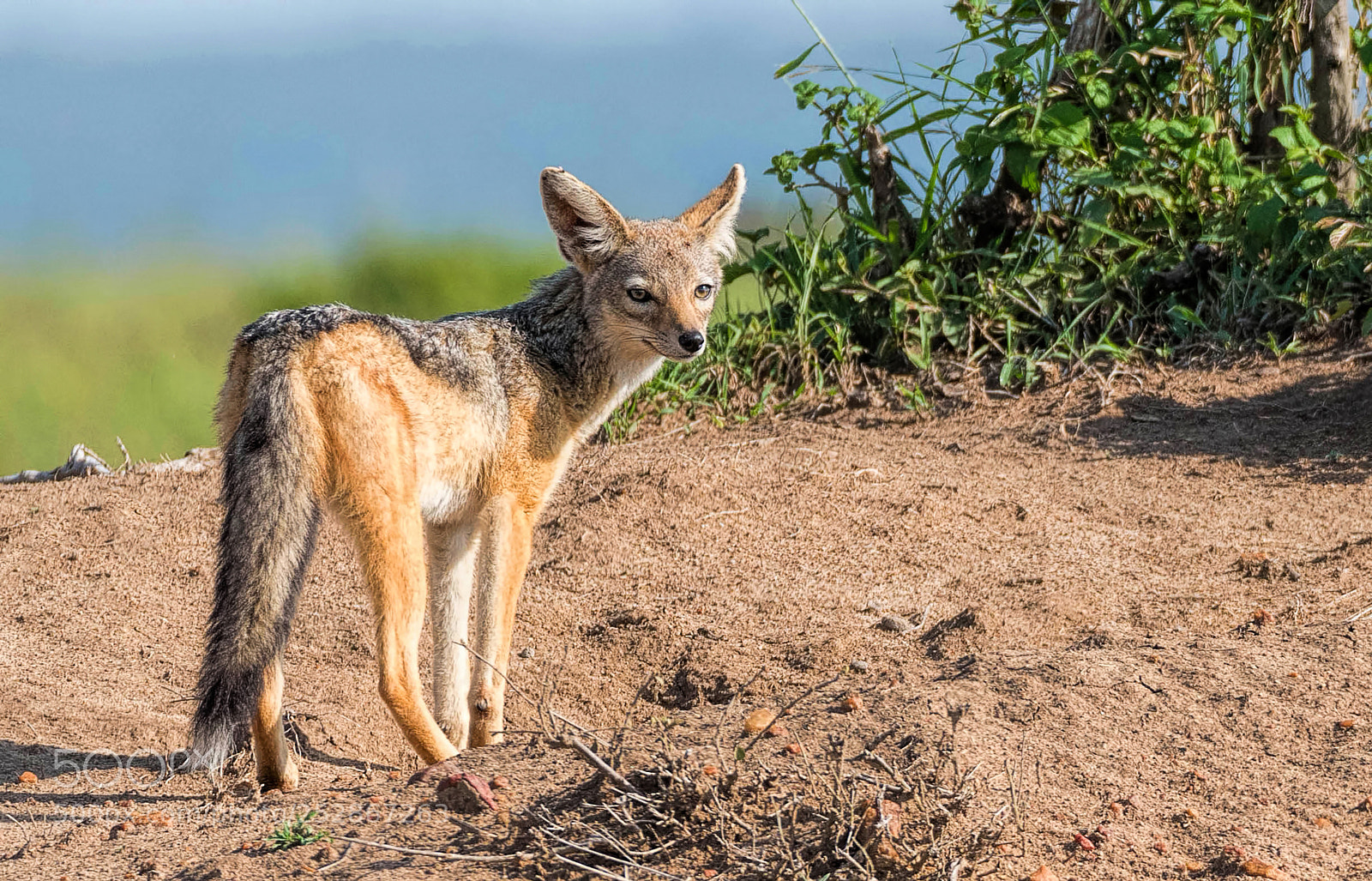 Nikon D500 sample photo. Blacked-backed jackal photography