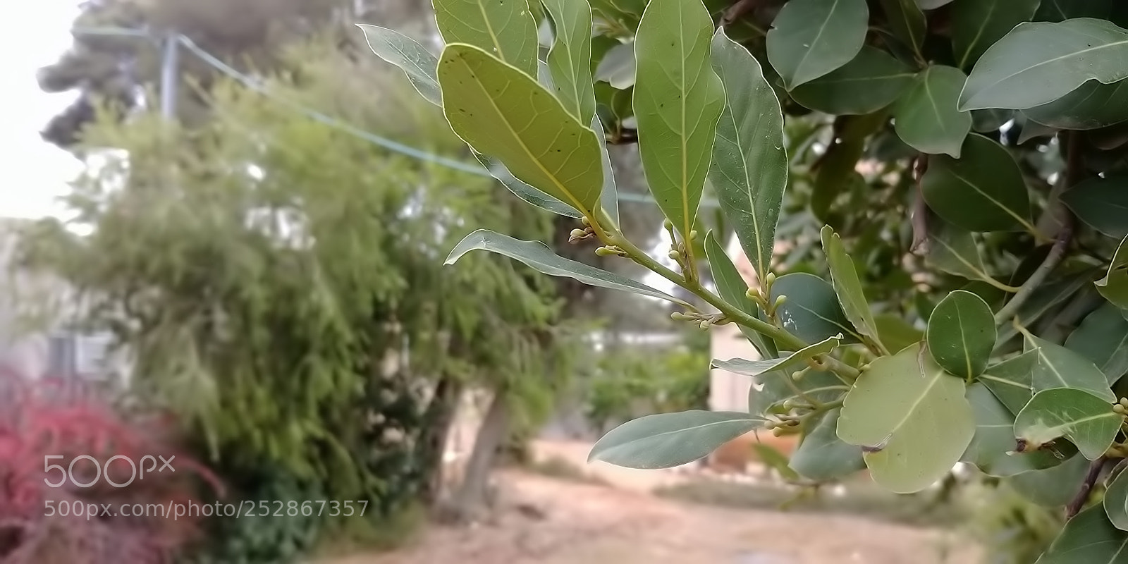 LG G6 sample photo. Kibbutz malkia photography