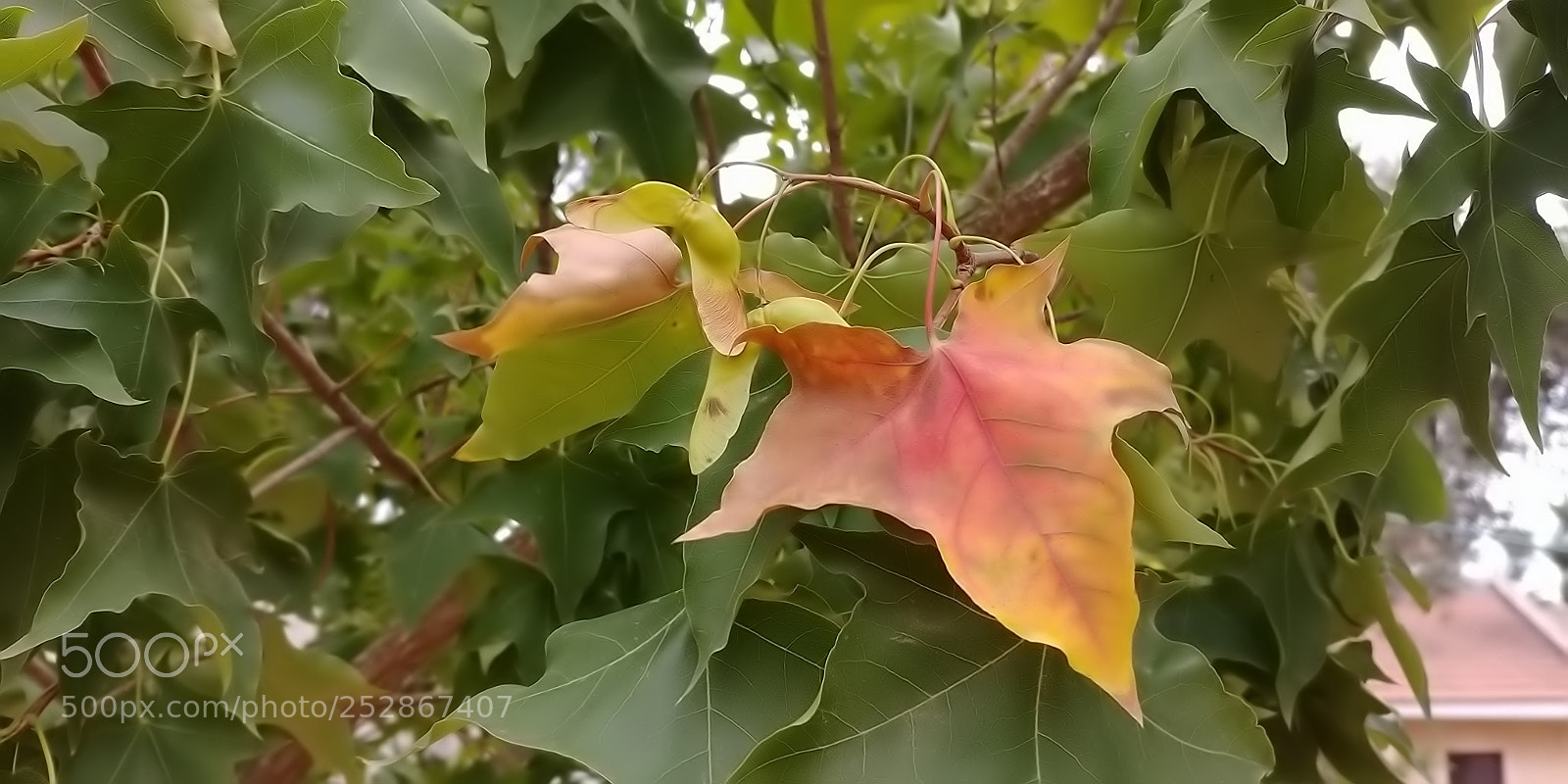 LG G6 sample photo. Kibbutz malkia photography