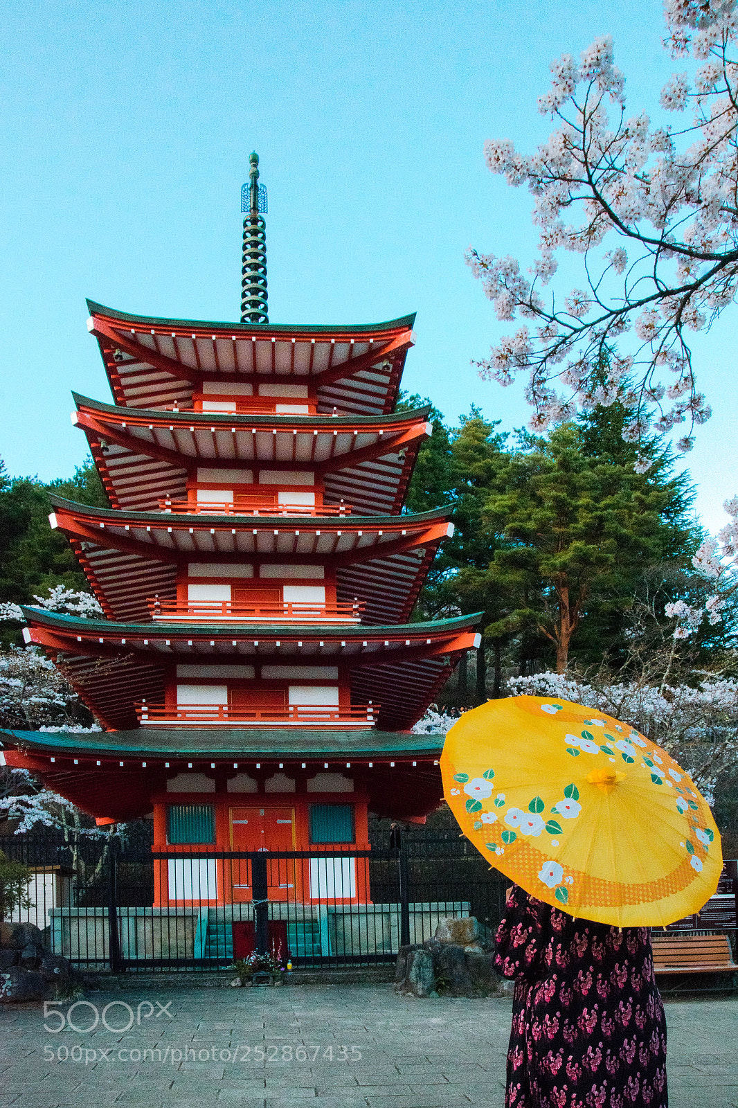 Nikon D5300 sample photo. Sakura season photography