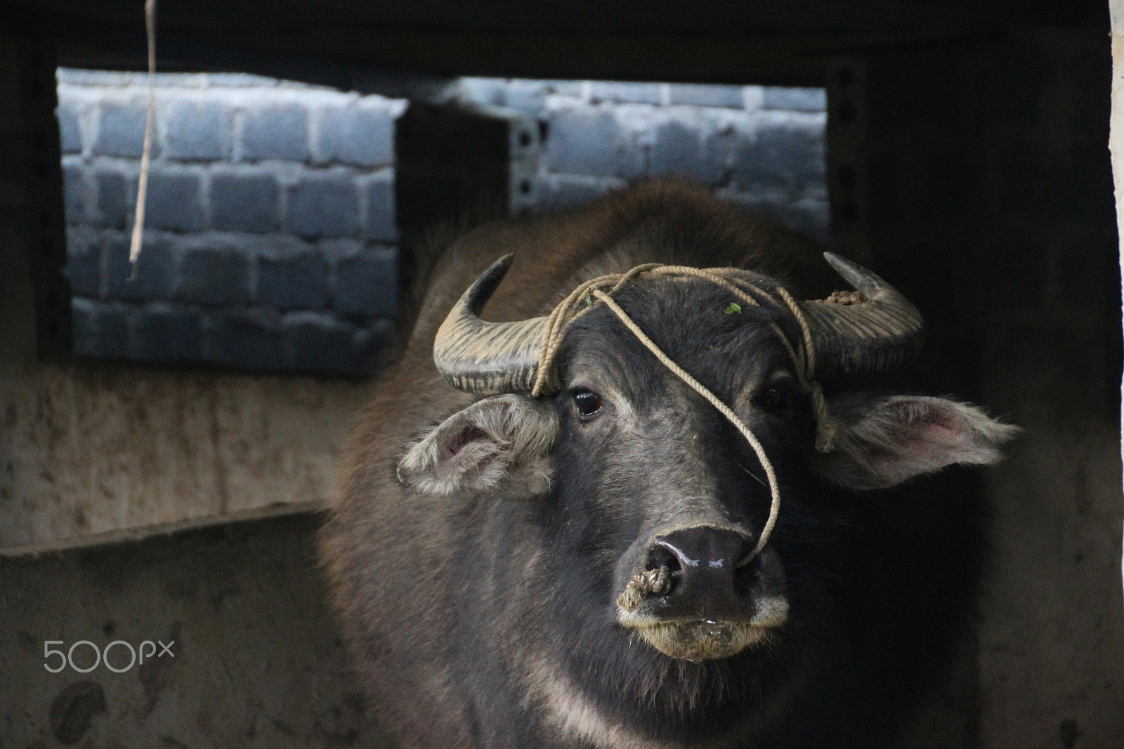 Canon EOS 600D (Rebel EOS T3i / EOS Kiss X5) sample photo. Buffalo photography