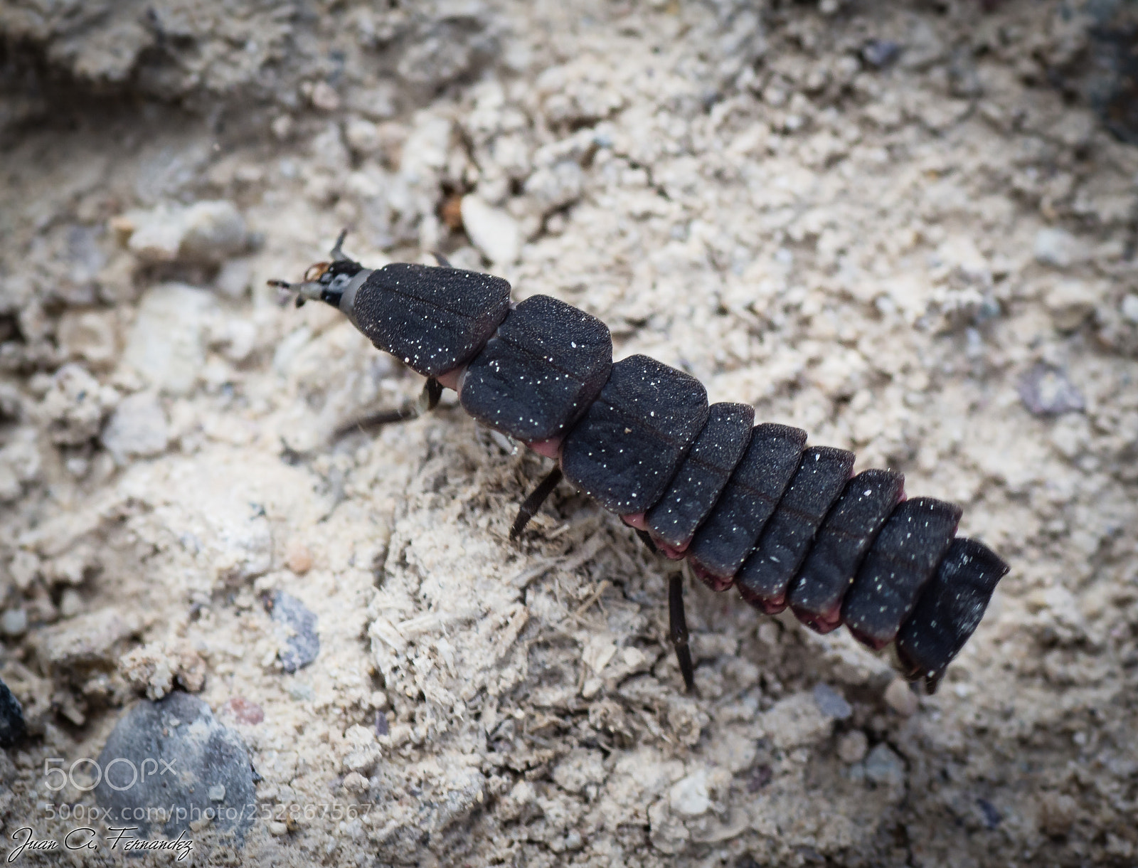 Nikon D7200 sample photo. Strange insect photography