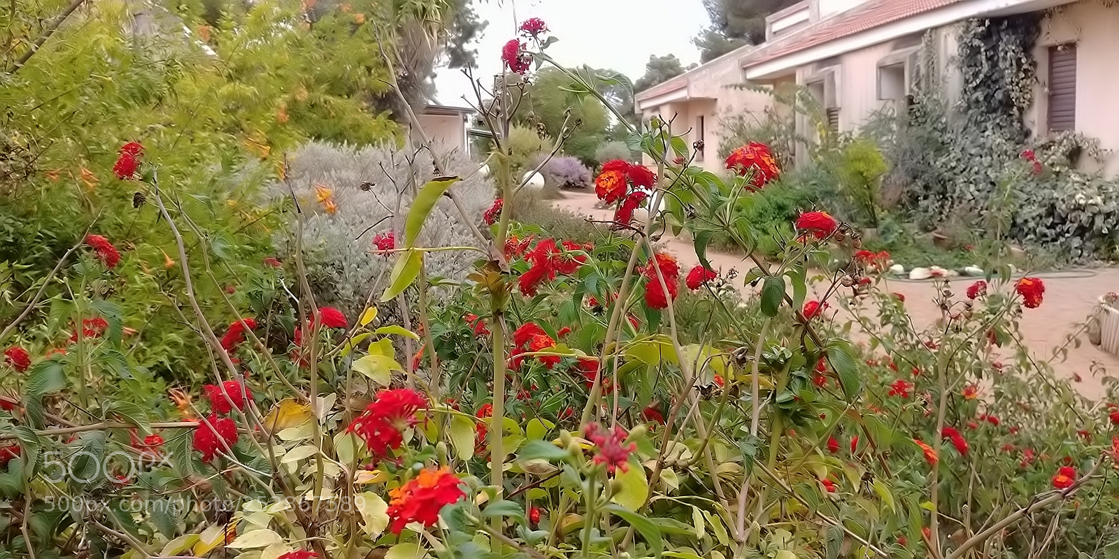 LG G6 sample photo. Kibbutz malkia photography
