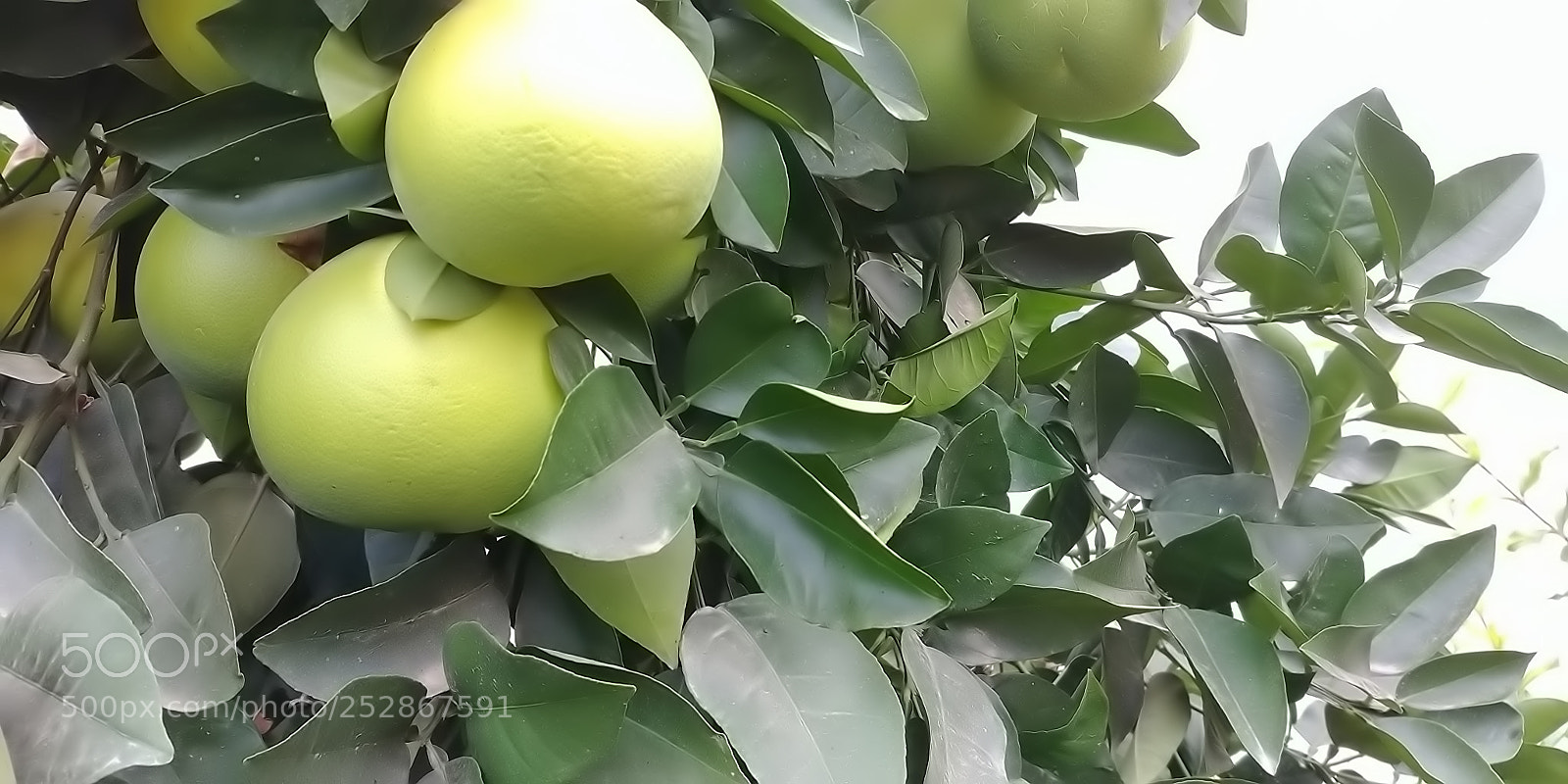 LG G6 sample photo. Kibbutz malkia photography