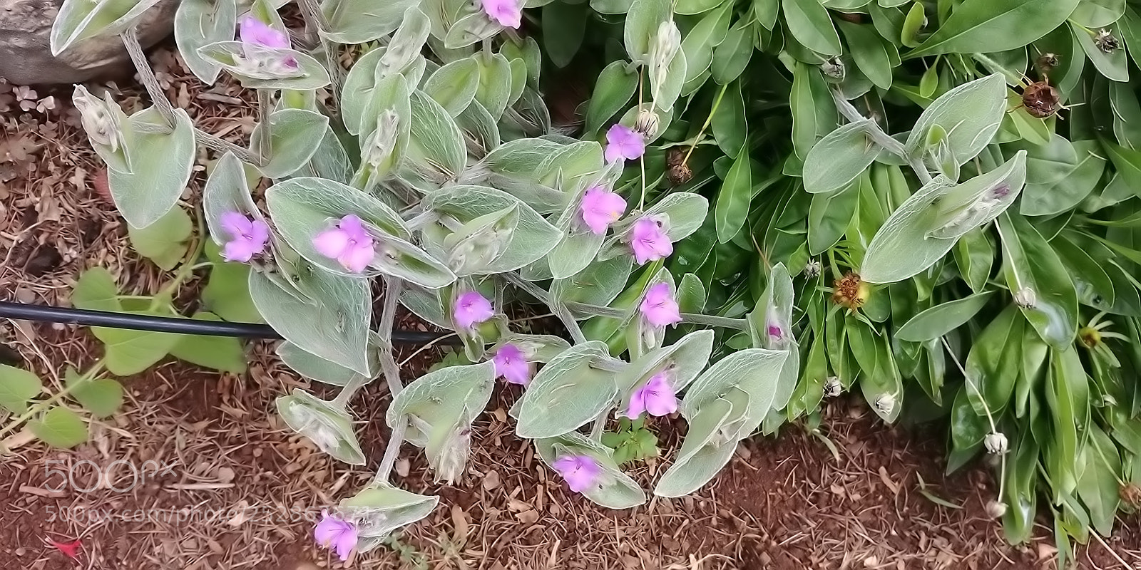 LG G6 sample photo. Kibbutz malkia photography