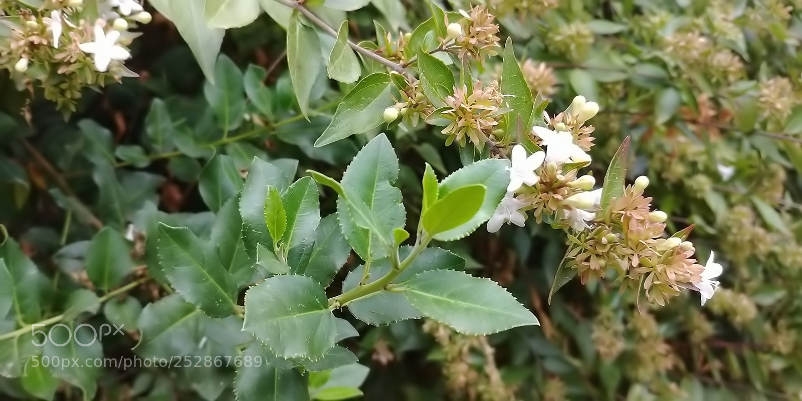 LG G6 sample photo. Kibbutz malkia photography