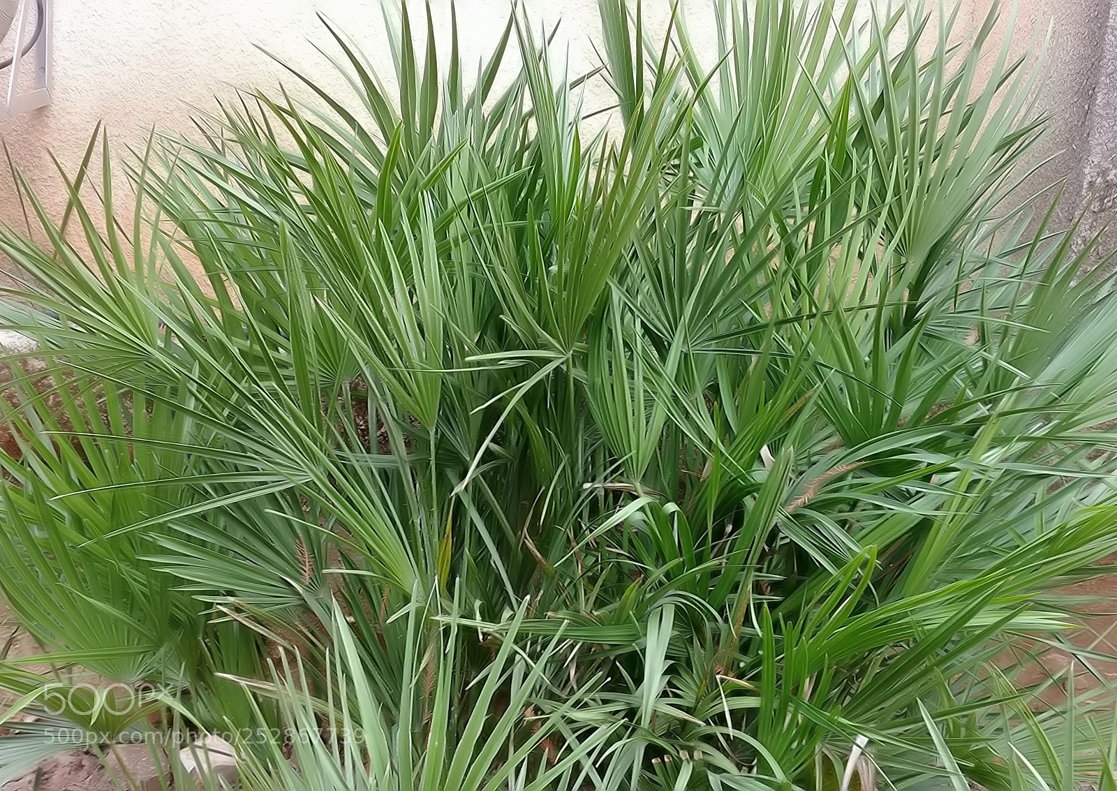 LG G6 sample photo. Kibbutz malkia photography