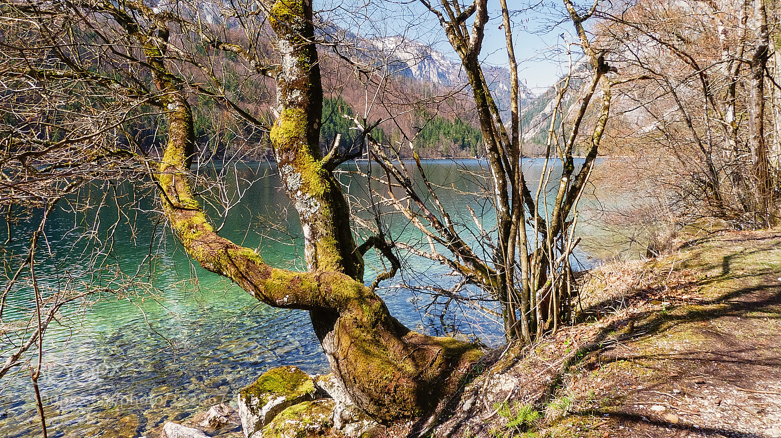 Panasonic Lumix DMC-FZ300 sample photo. Alter baum am see photography