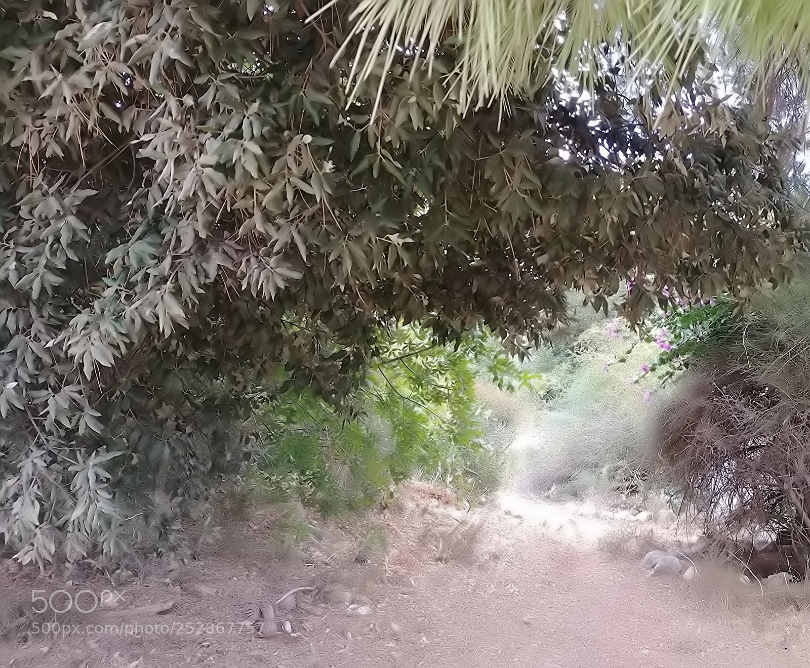 LG G6 sample photo. Kibbutz malkia photography