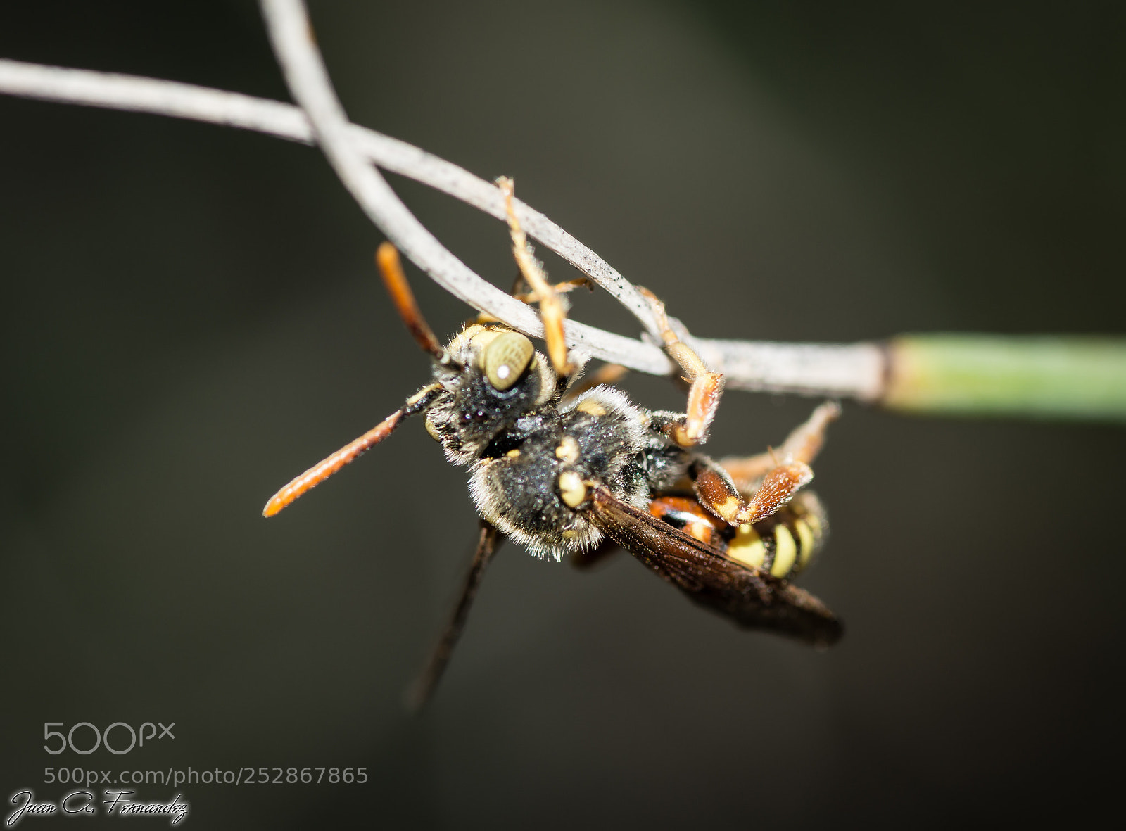 Nikon D7200 sample photo. Baby wasp photography