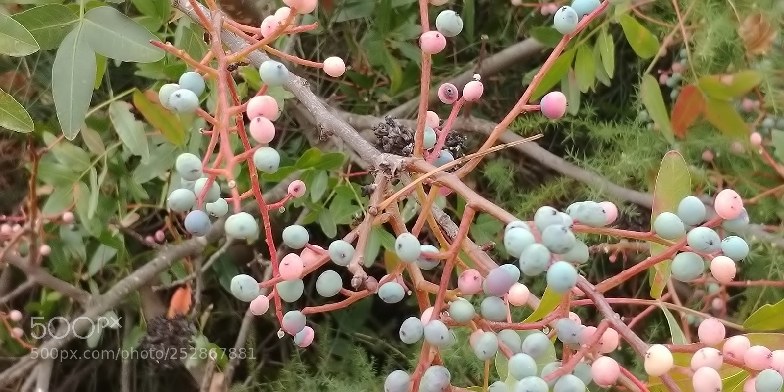 LG G6 sample photo. Kibbutz malkia photography