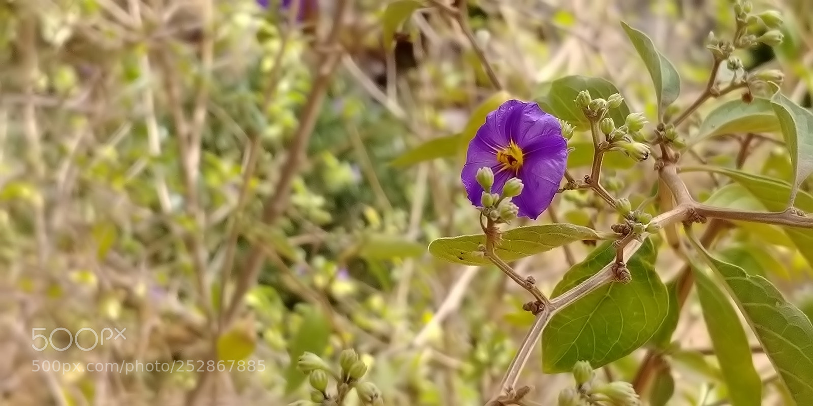 LG G6 sample photo. Kibbutz malkia photography