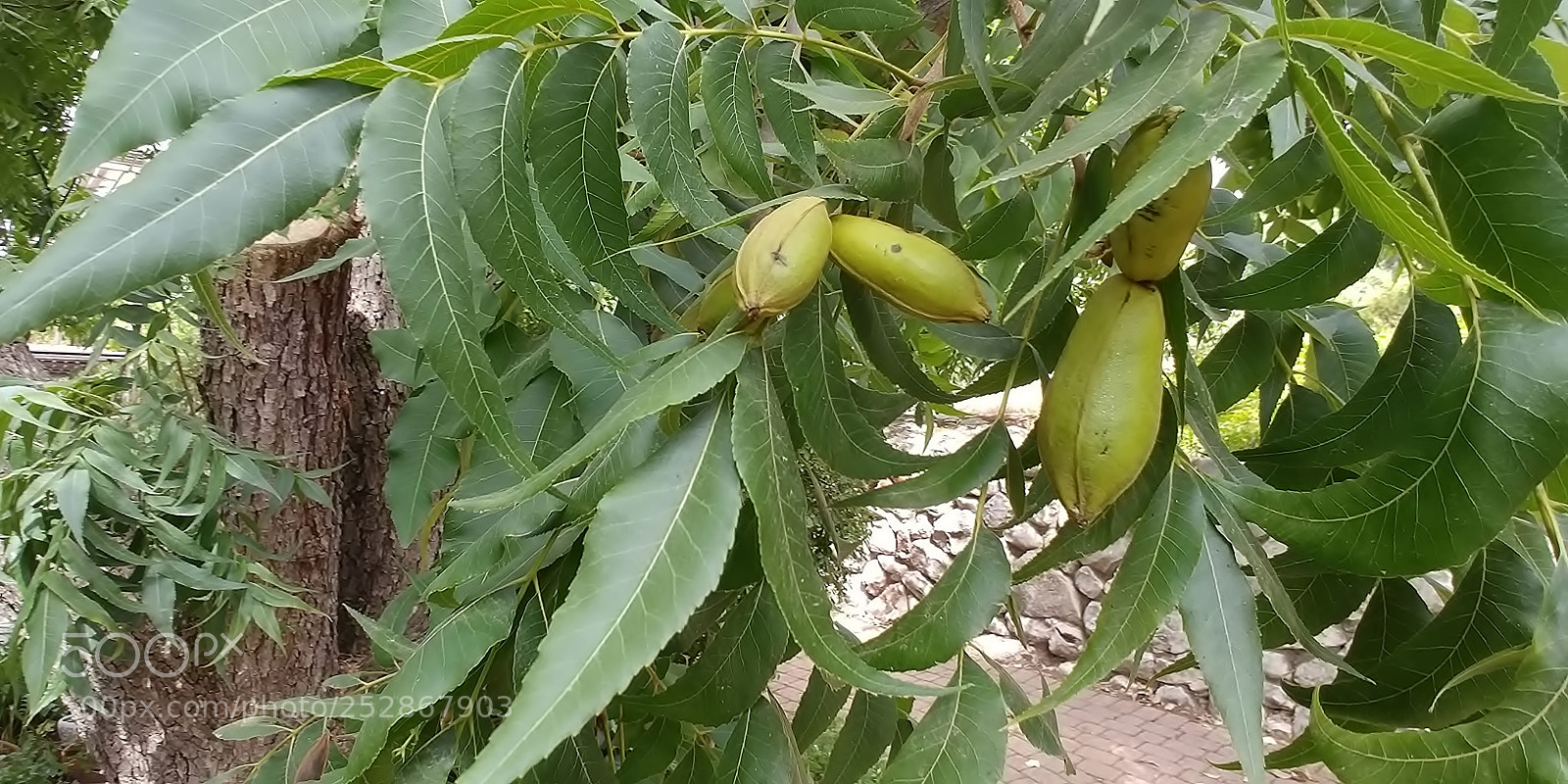 LG G6 sample photo. Kibbutz malkia photography