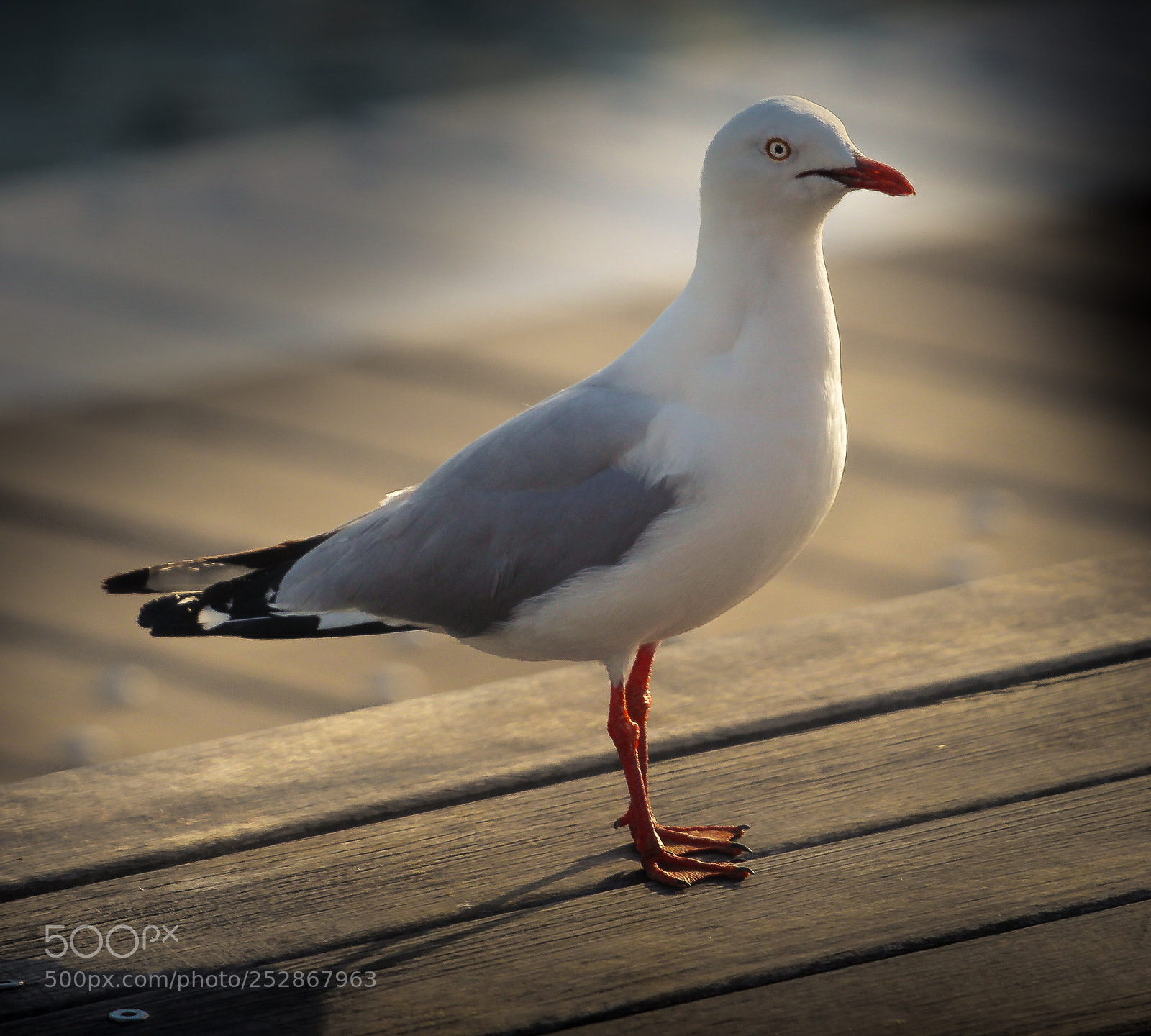 Canon EOS 700D (EOS Rebel T5i / EOS Kiss X7i) sample photo. //seagull// photography