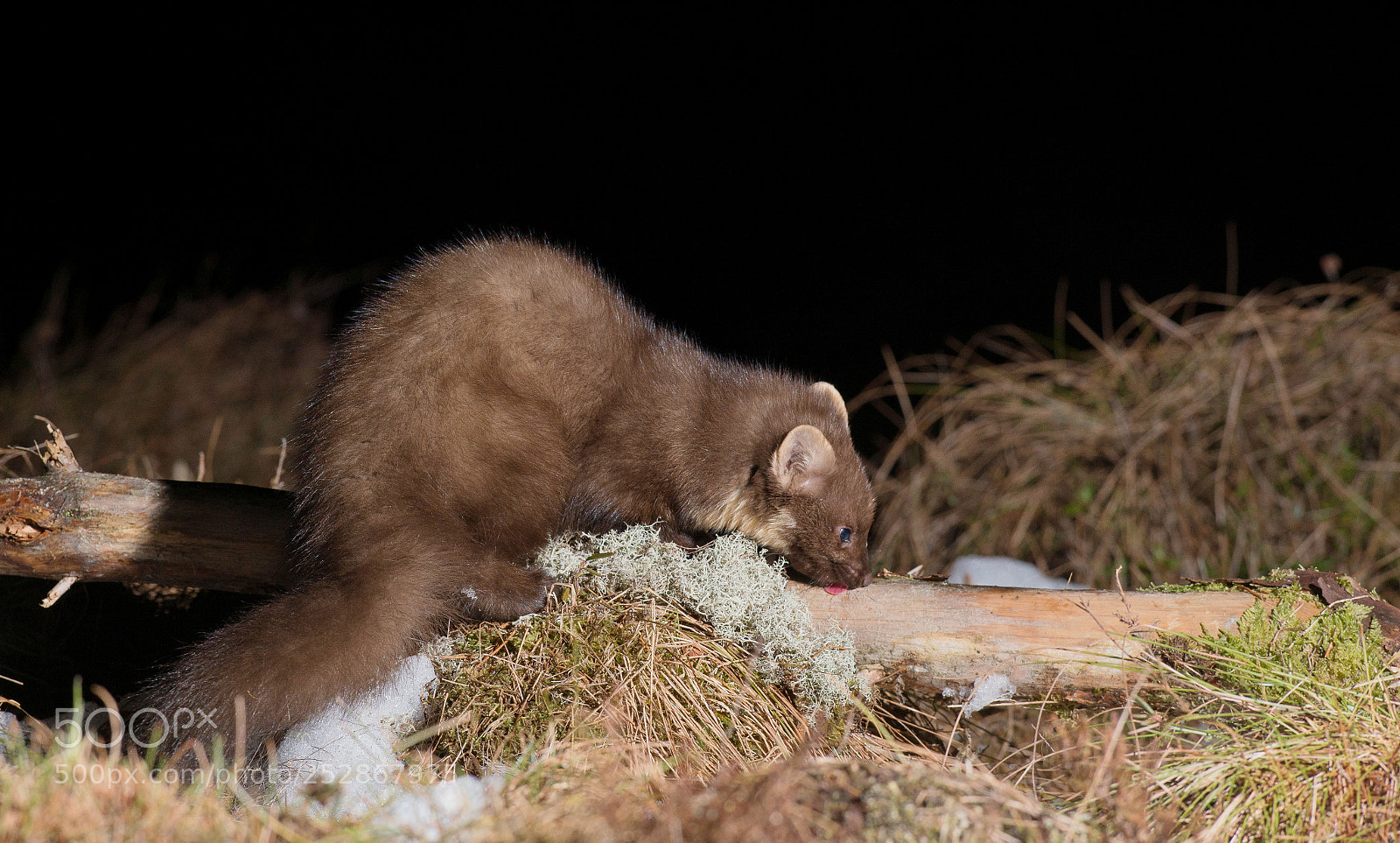 Nikon D800 sample photo. Marten photography