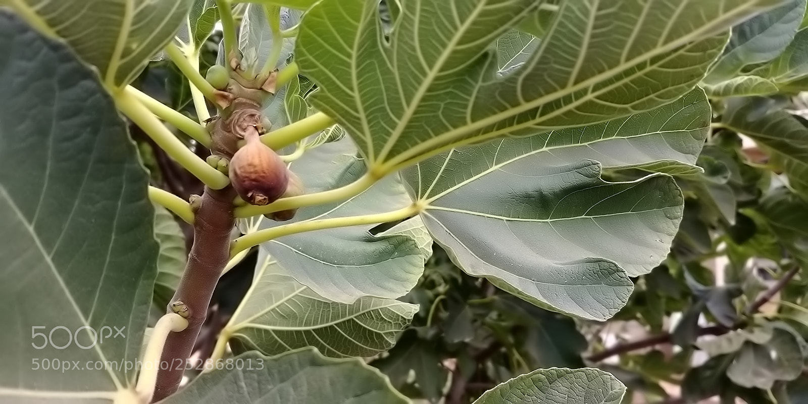 LG G6 sample photo. Kibbutz malkia photography