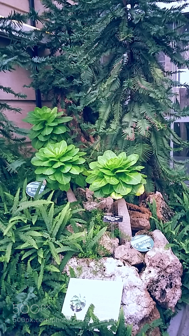 Samsung Galaxy Grand Prime sample photo. United states botanical gardens photography